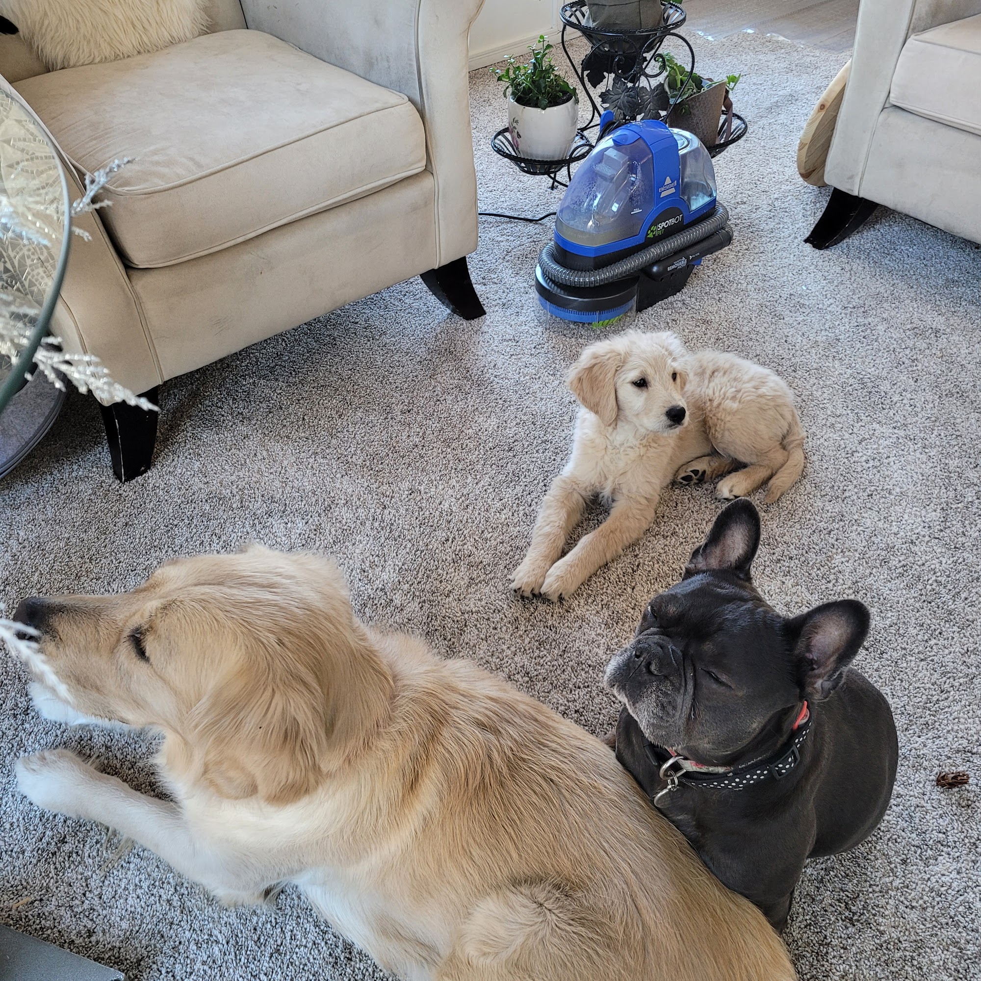 Cascade Veterinary Clinic Garden Valley