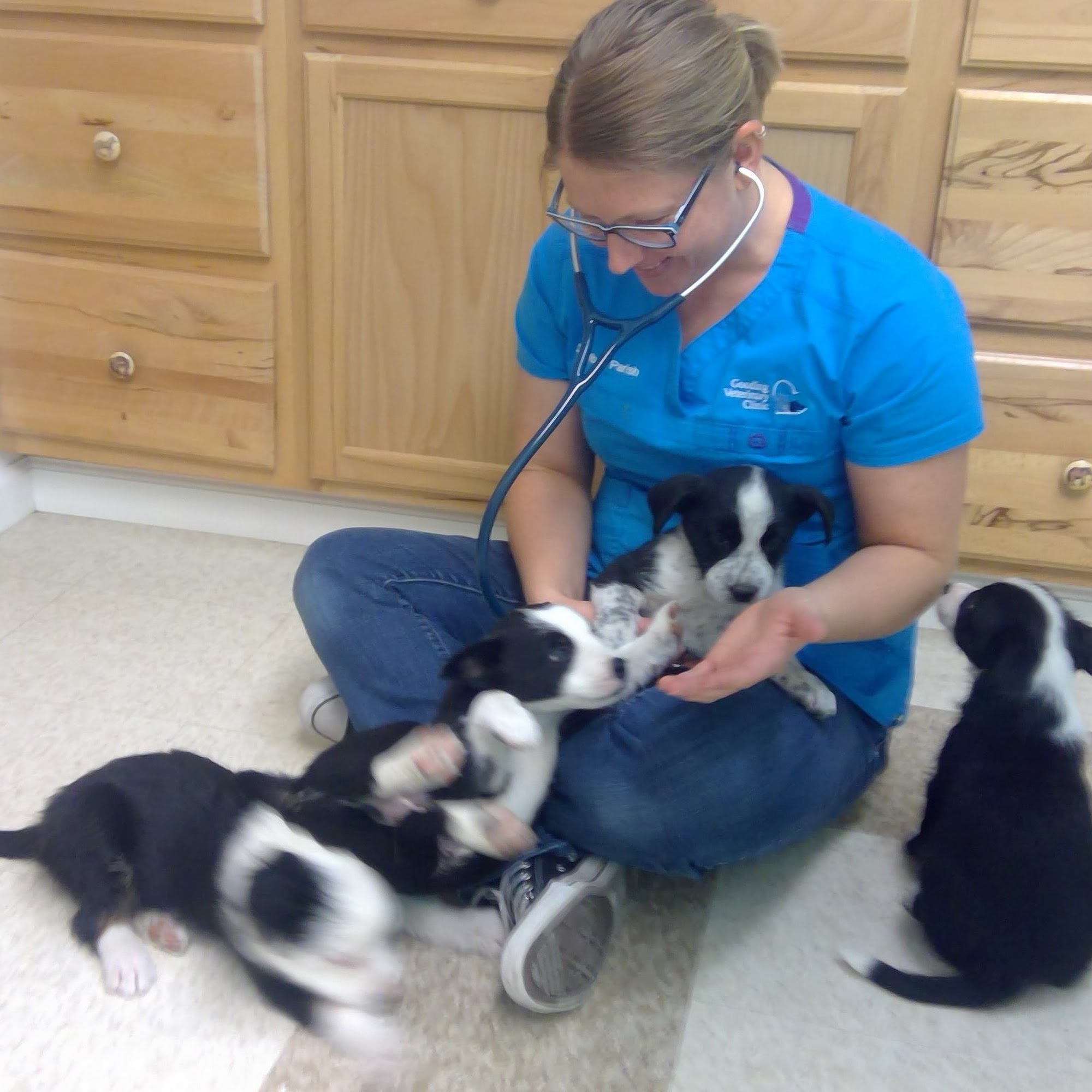 Gooding Veterinary Clinic Gooding