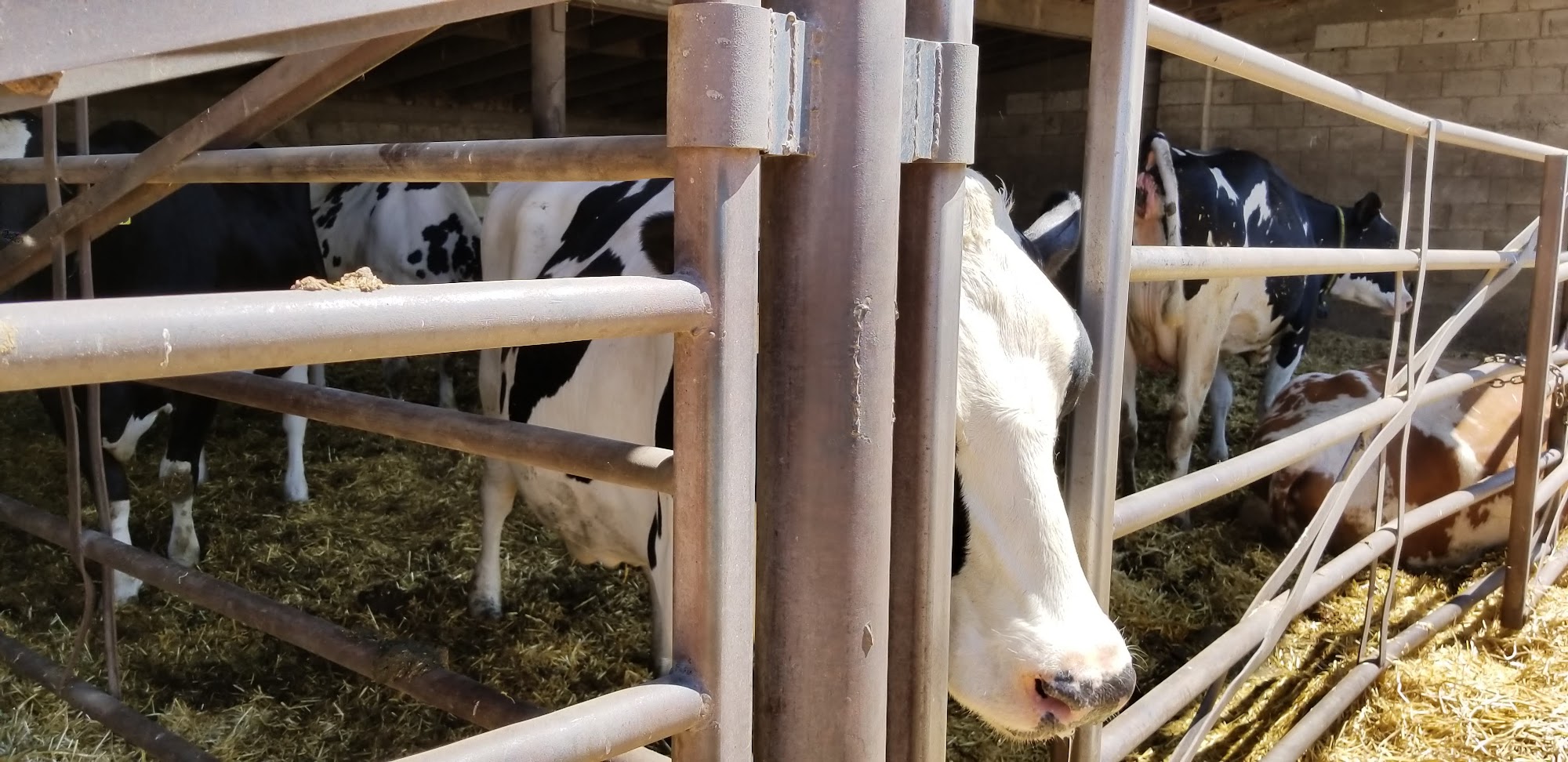 Toone Dairy Farm Grace