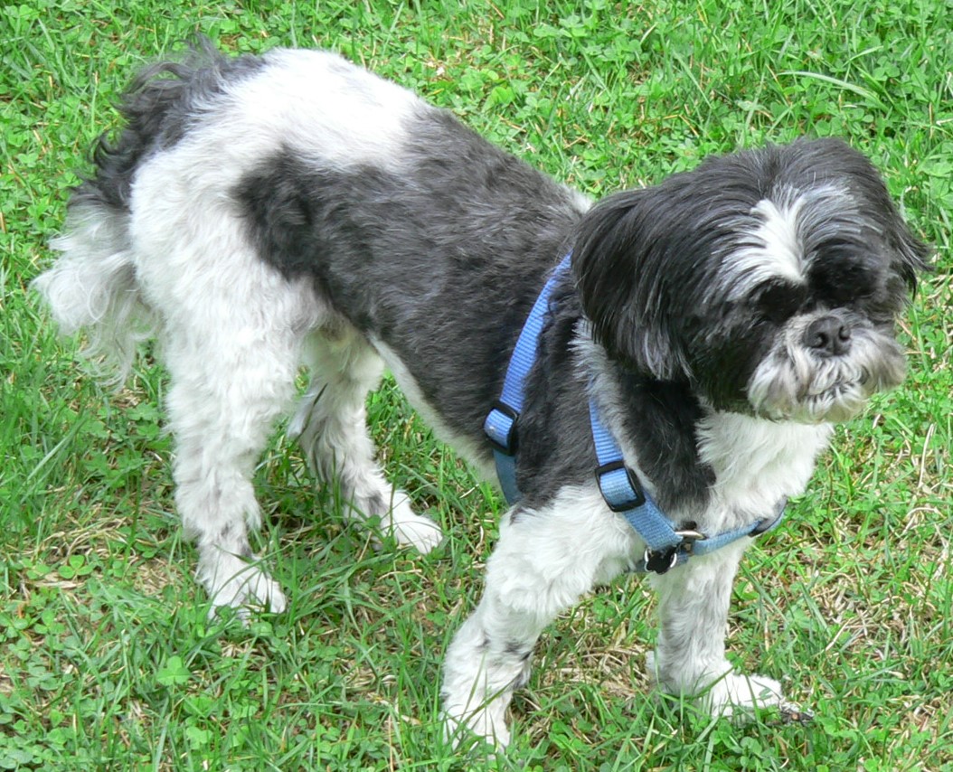 Town & Country Pet Grooming Hayden Lake