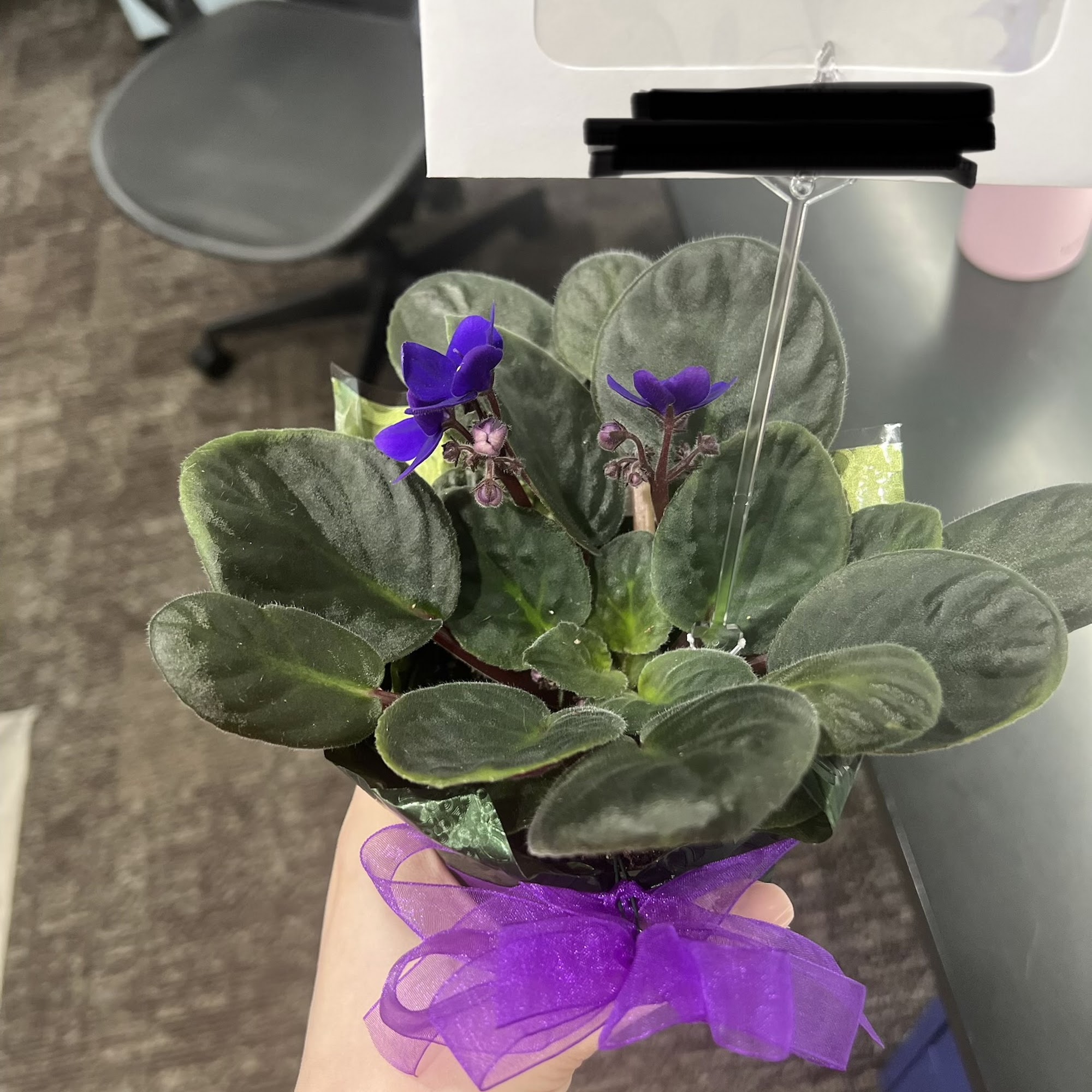 Hayden Pet Medical Center Hayden