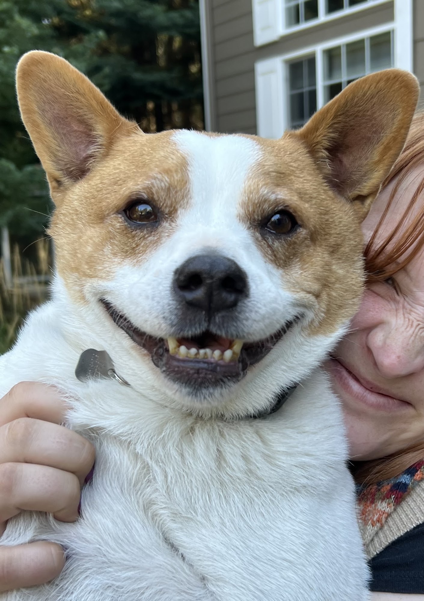 Cory's K9 Grooming Hayden