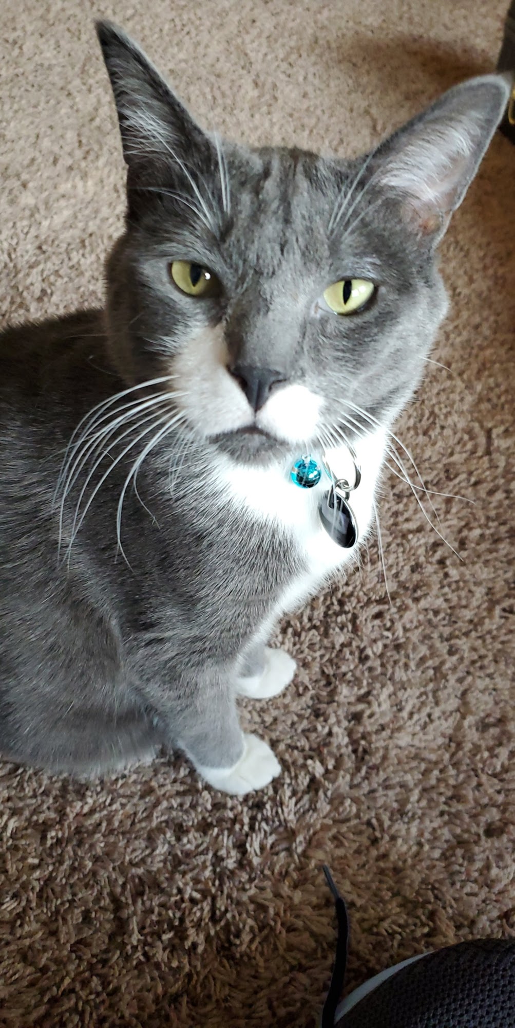 Ark Animal Hospital Heyburn