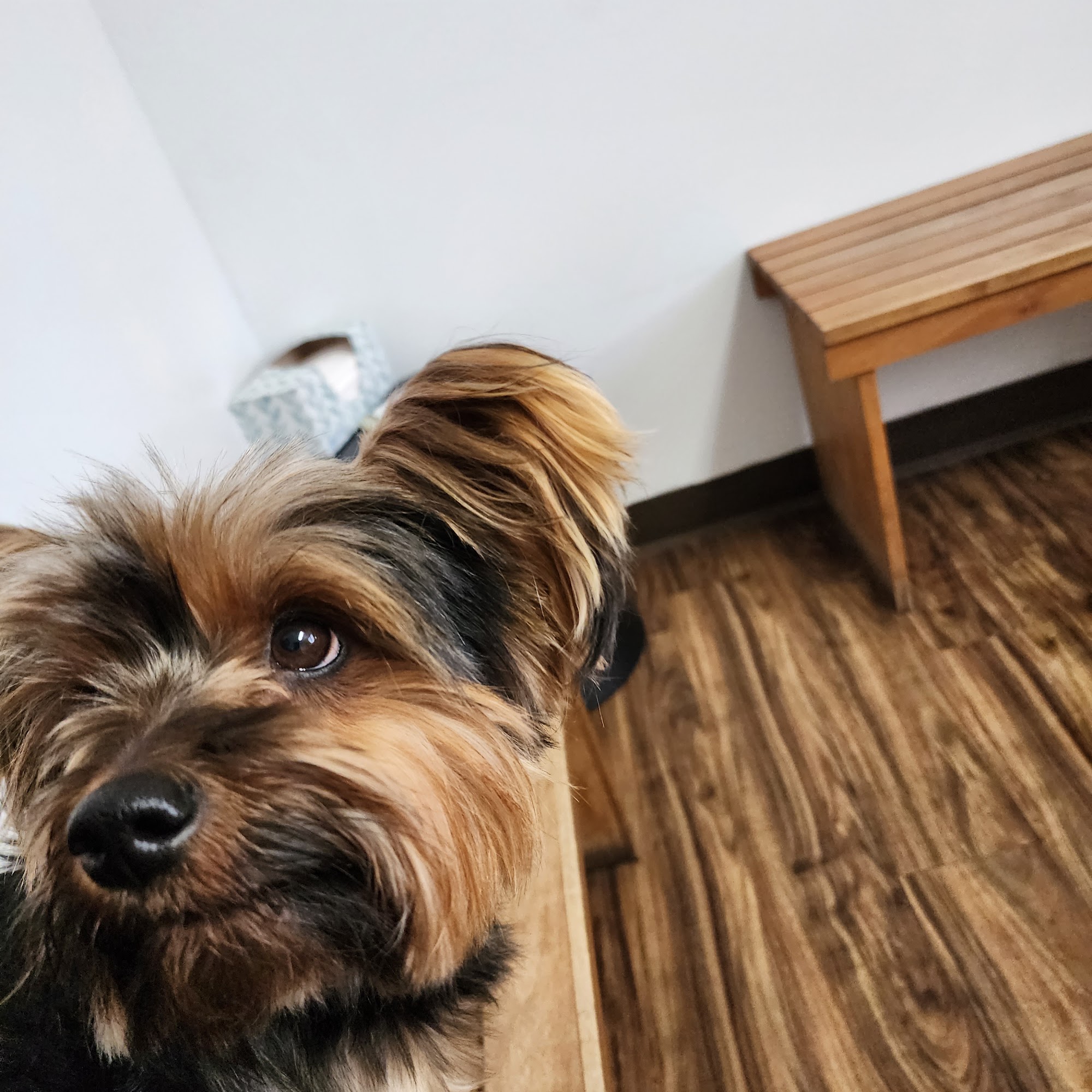 Ark Animal Hospital Heyburn