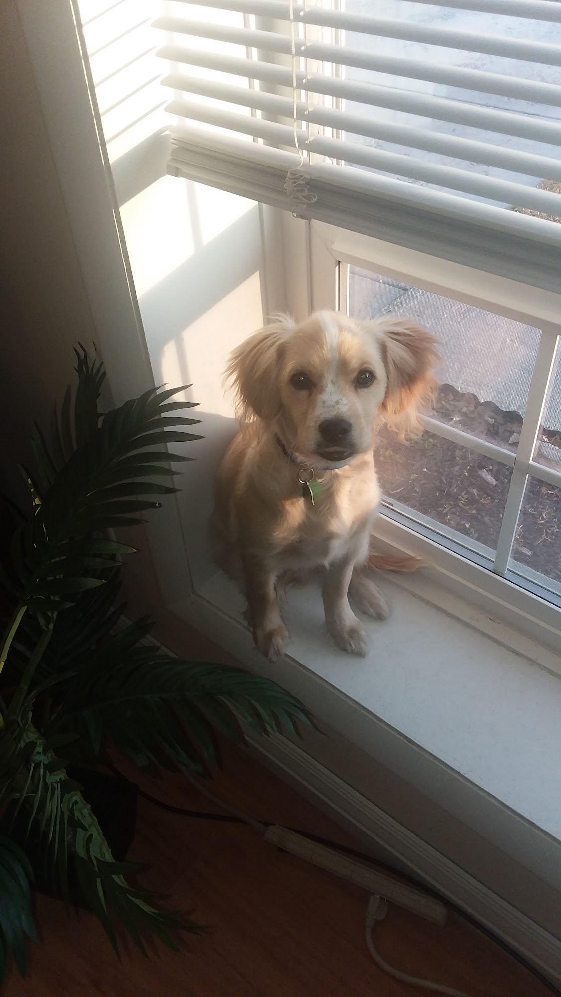 Animal Medical Clinic Heyburn