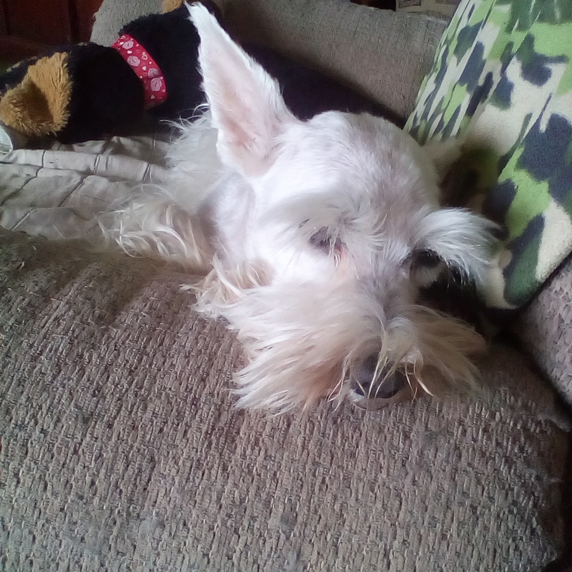 Owyhee Vet Clinic Homedale