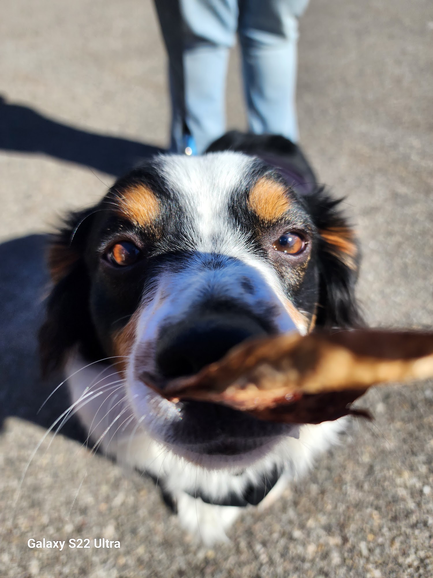 A Cut Above, the Falls Idaho Falls