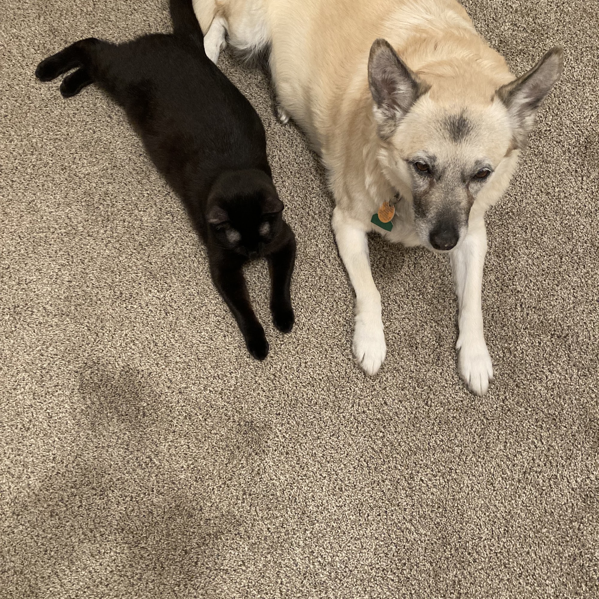 Willowcreek Animal Hospital Idaho Falls