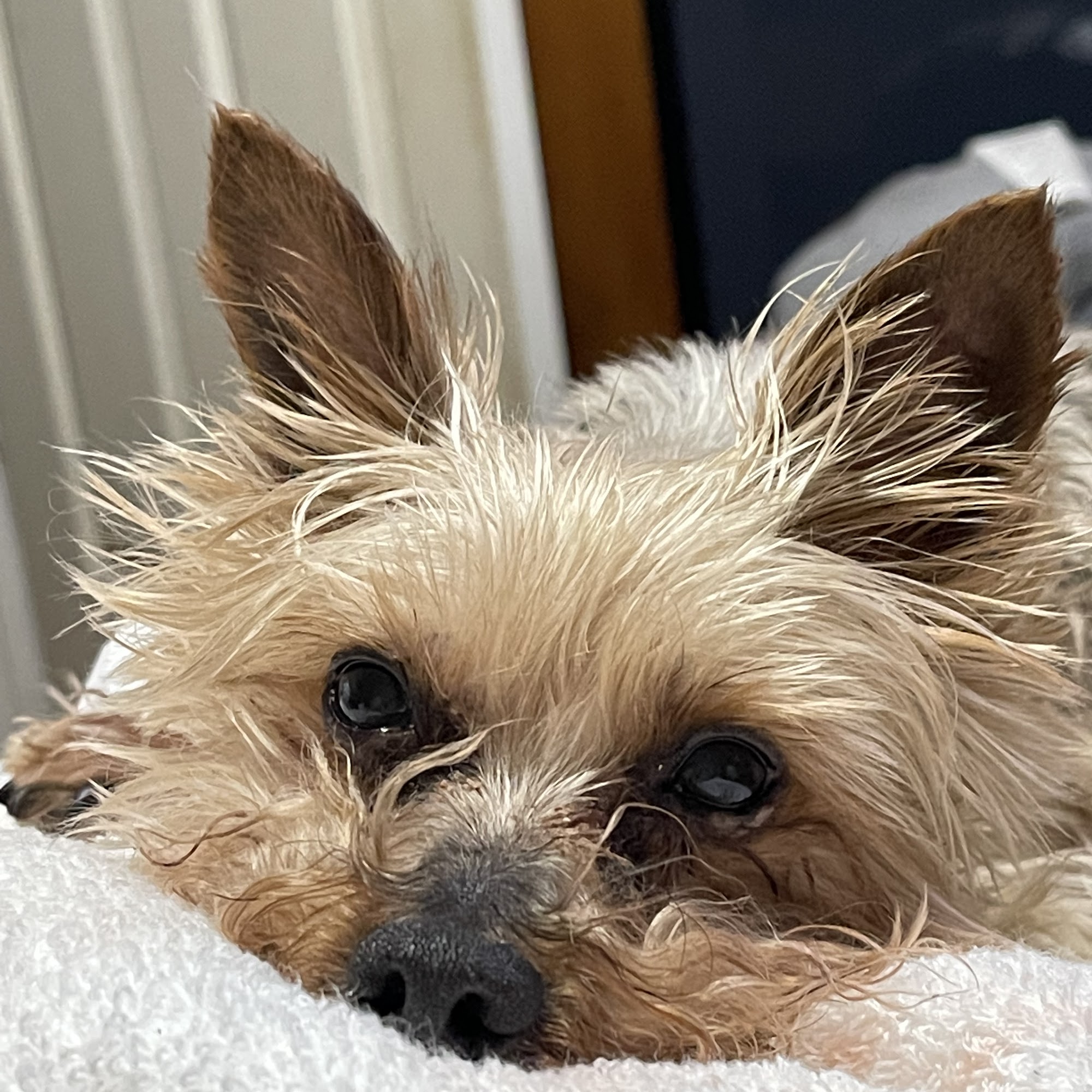 Countryside Veterinary Hospital Idaho Falls