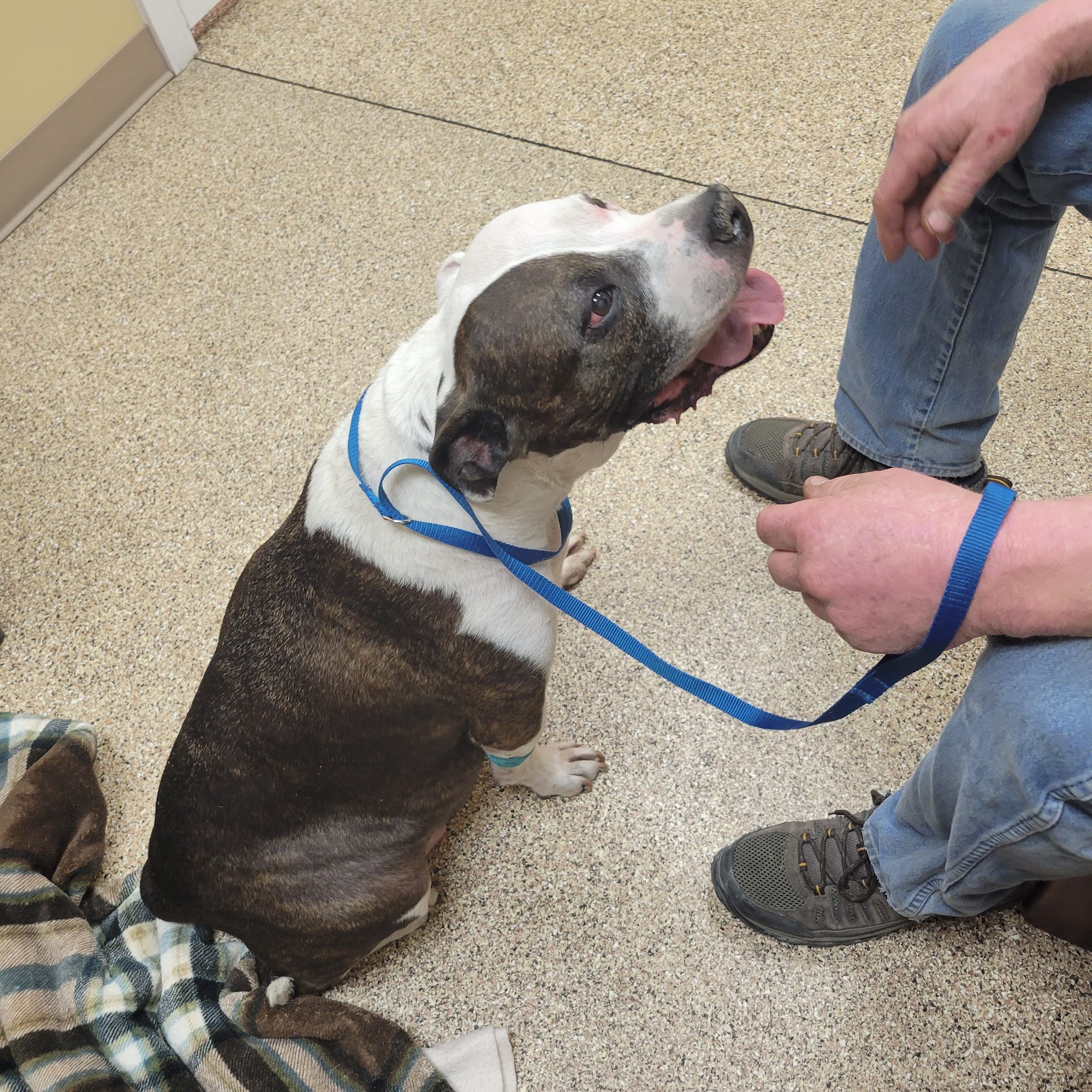 WestVet Idaho Falls 24/7 Animal Emergency Idaho Falls