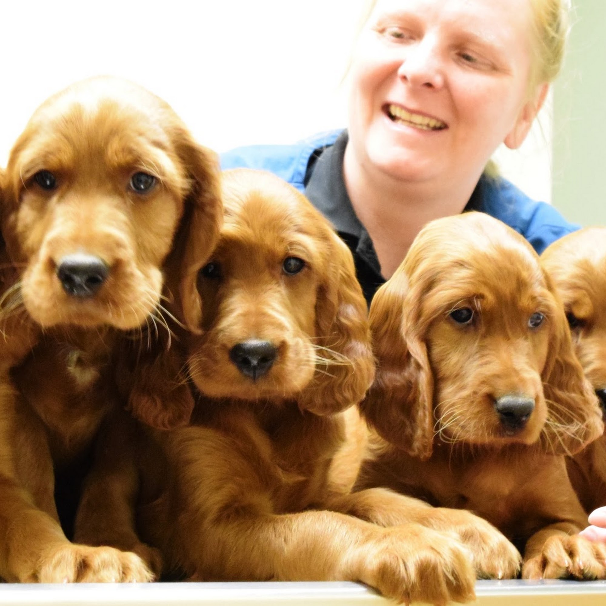 Sunnyside Veterinary Clinic Idaho Falls