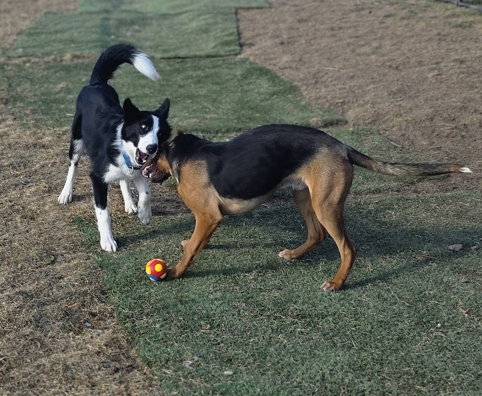 Diggs Playhouse LLC Idaho Falls