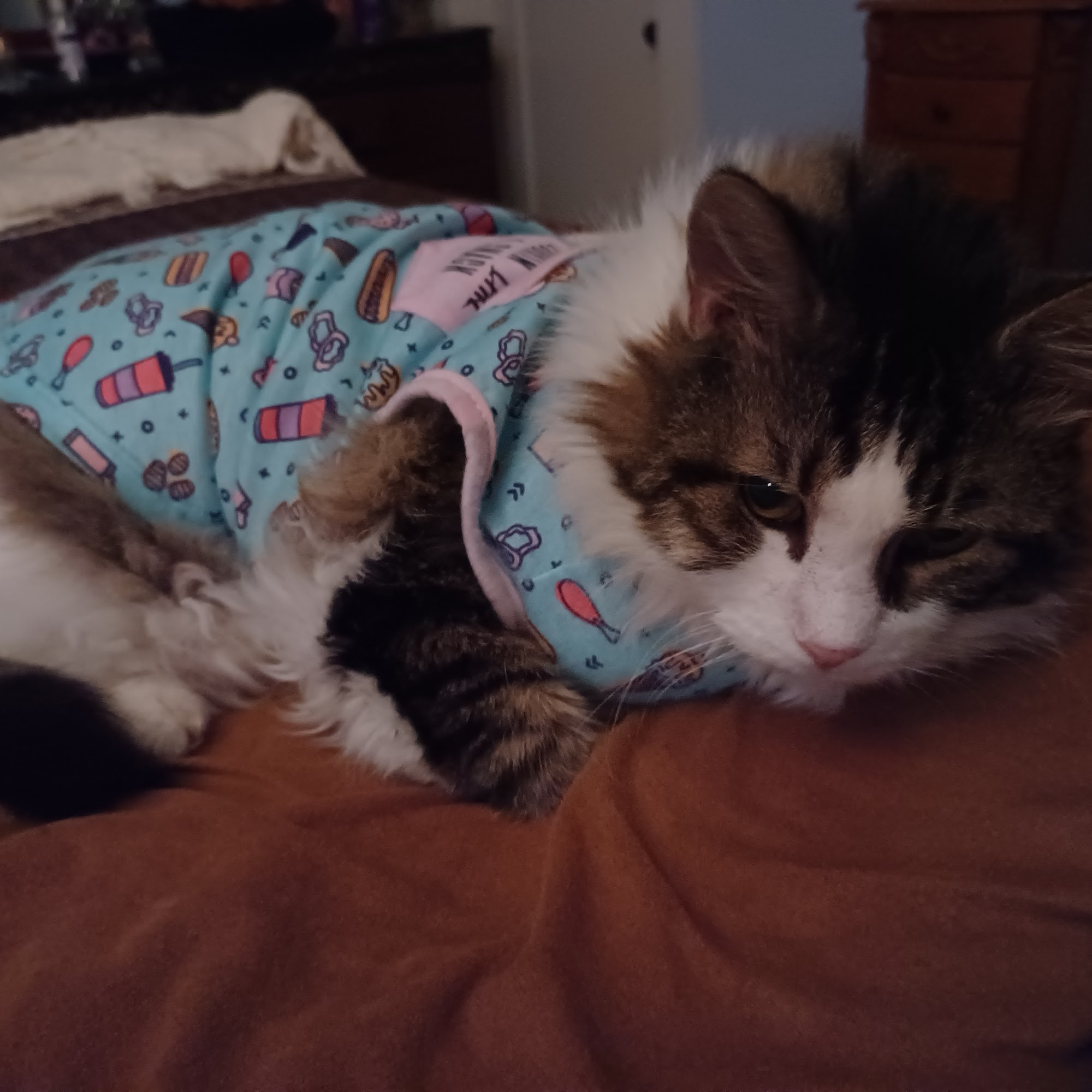 Sawtooth Veterinary Services Jerome