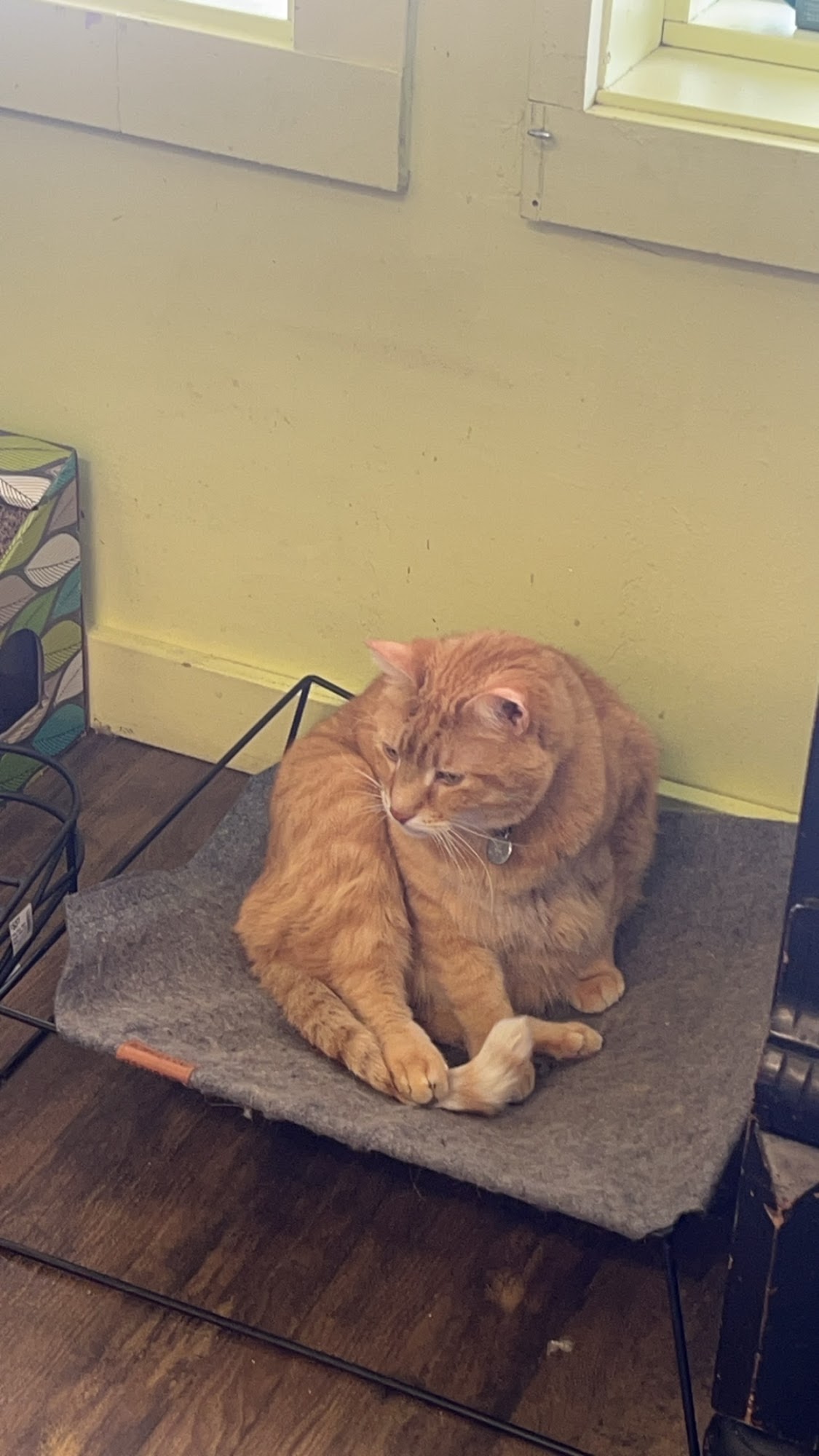 Thunderpaws Pet Shoppe Ketchum