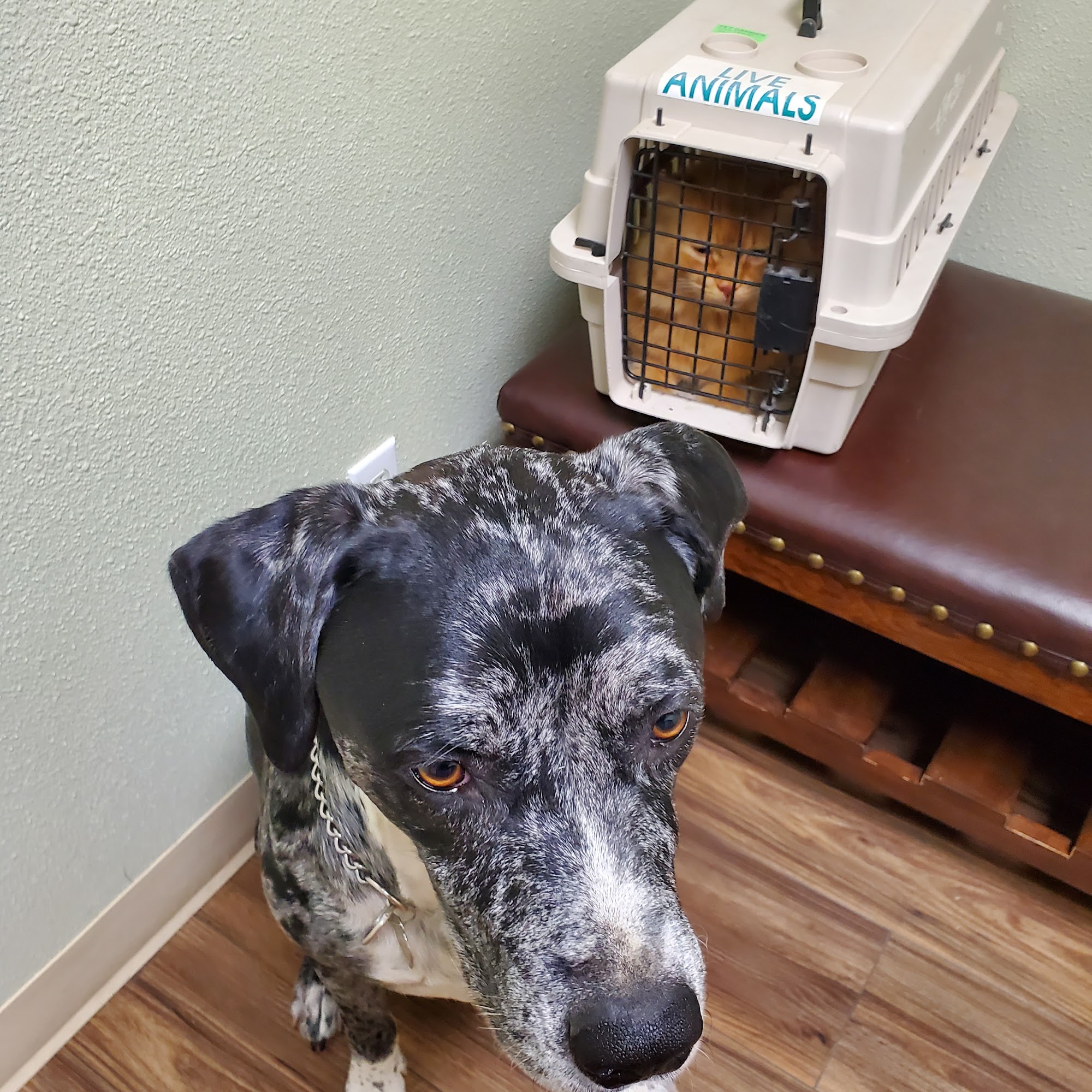 Kimberly Veterinary Hospital Kimberly