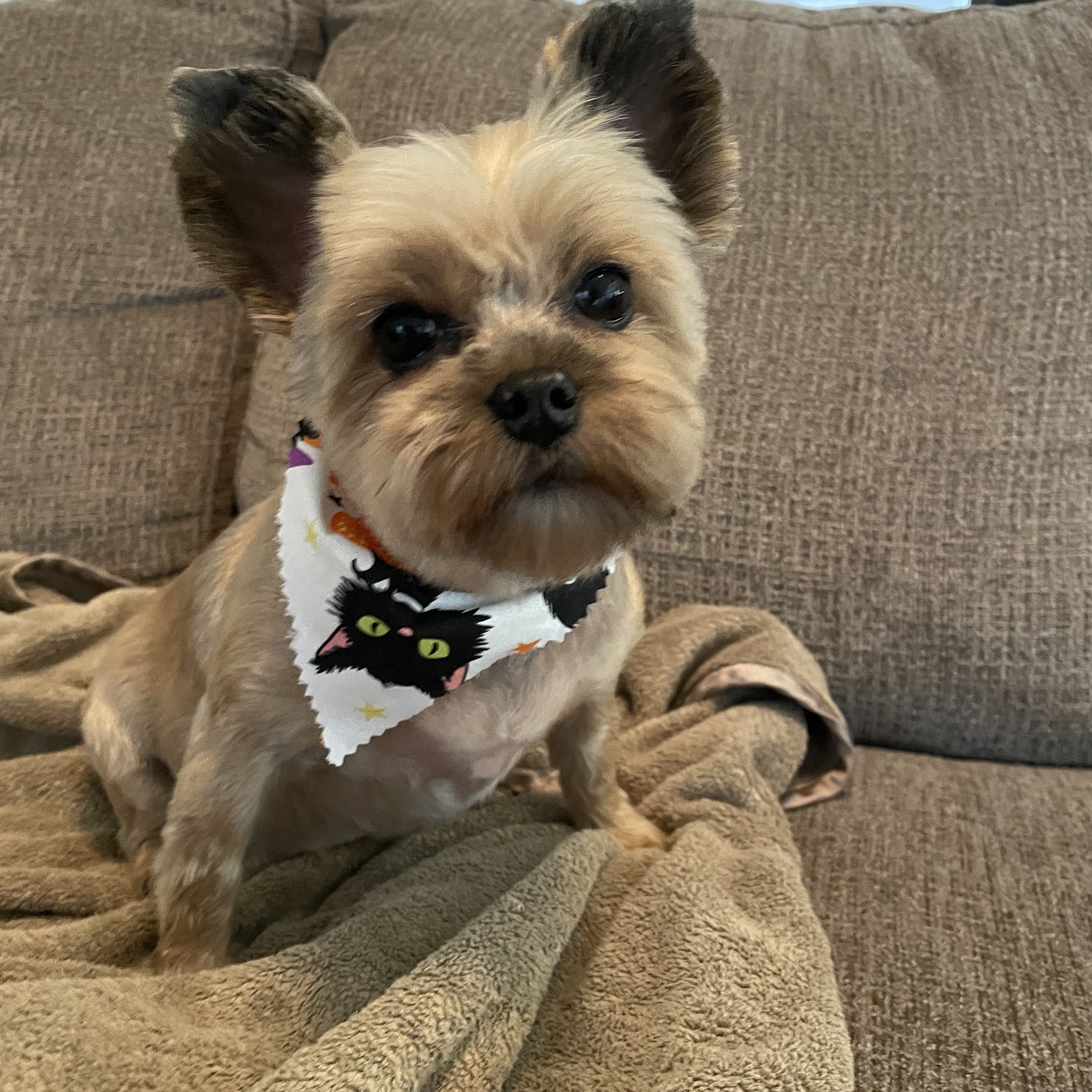 Shayla's Paw-Fection Pet Grooming Kuna