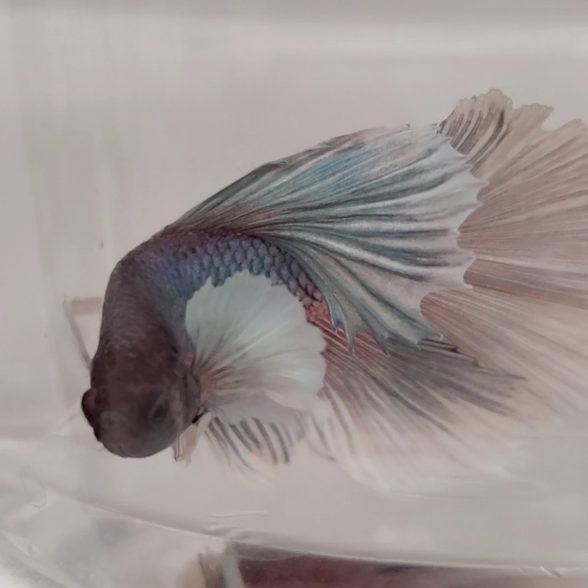 Petco Lewiston