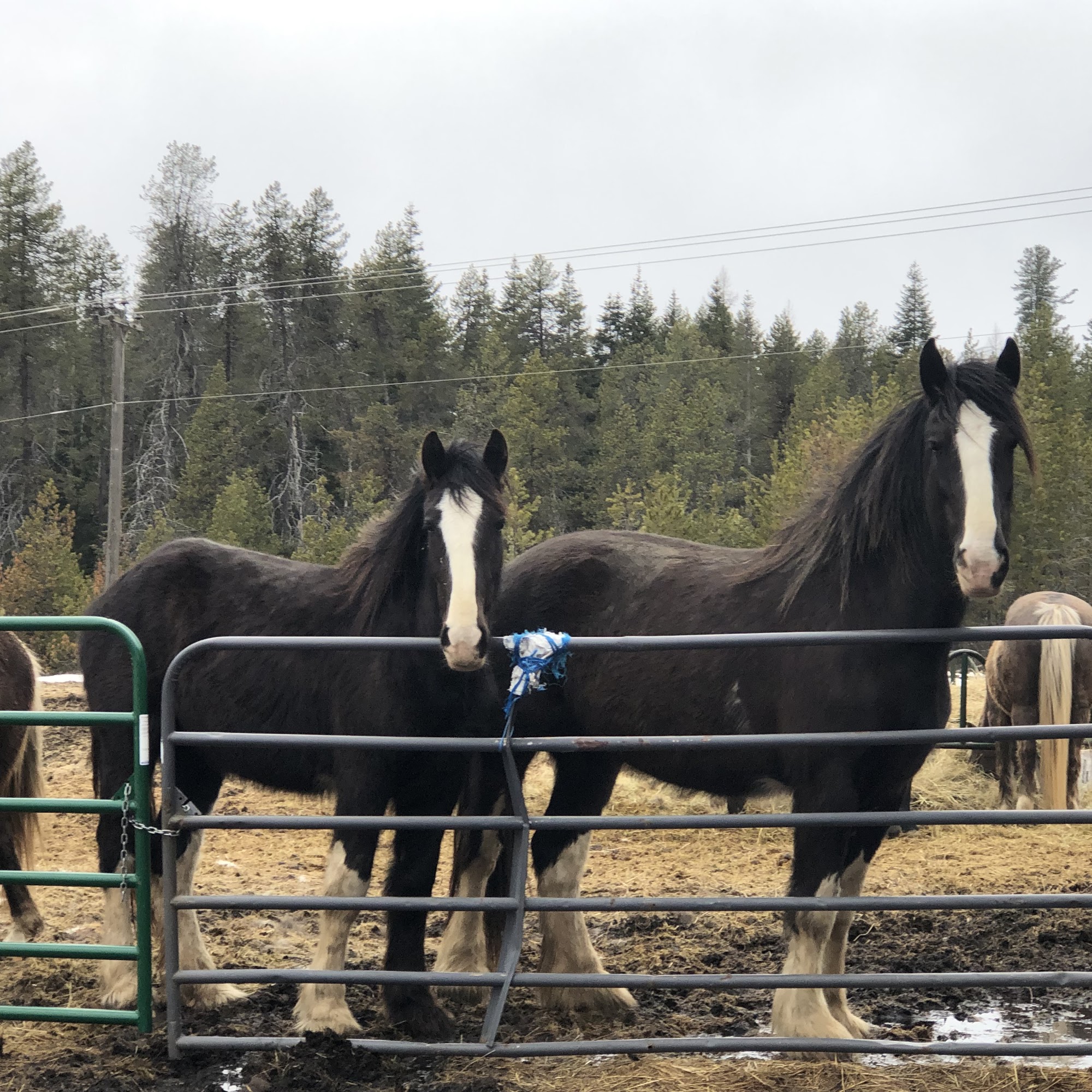 Lewiston Veterinary Clinic Lewiston