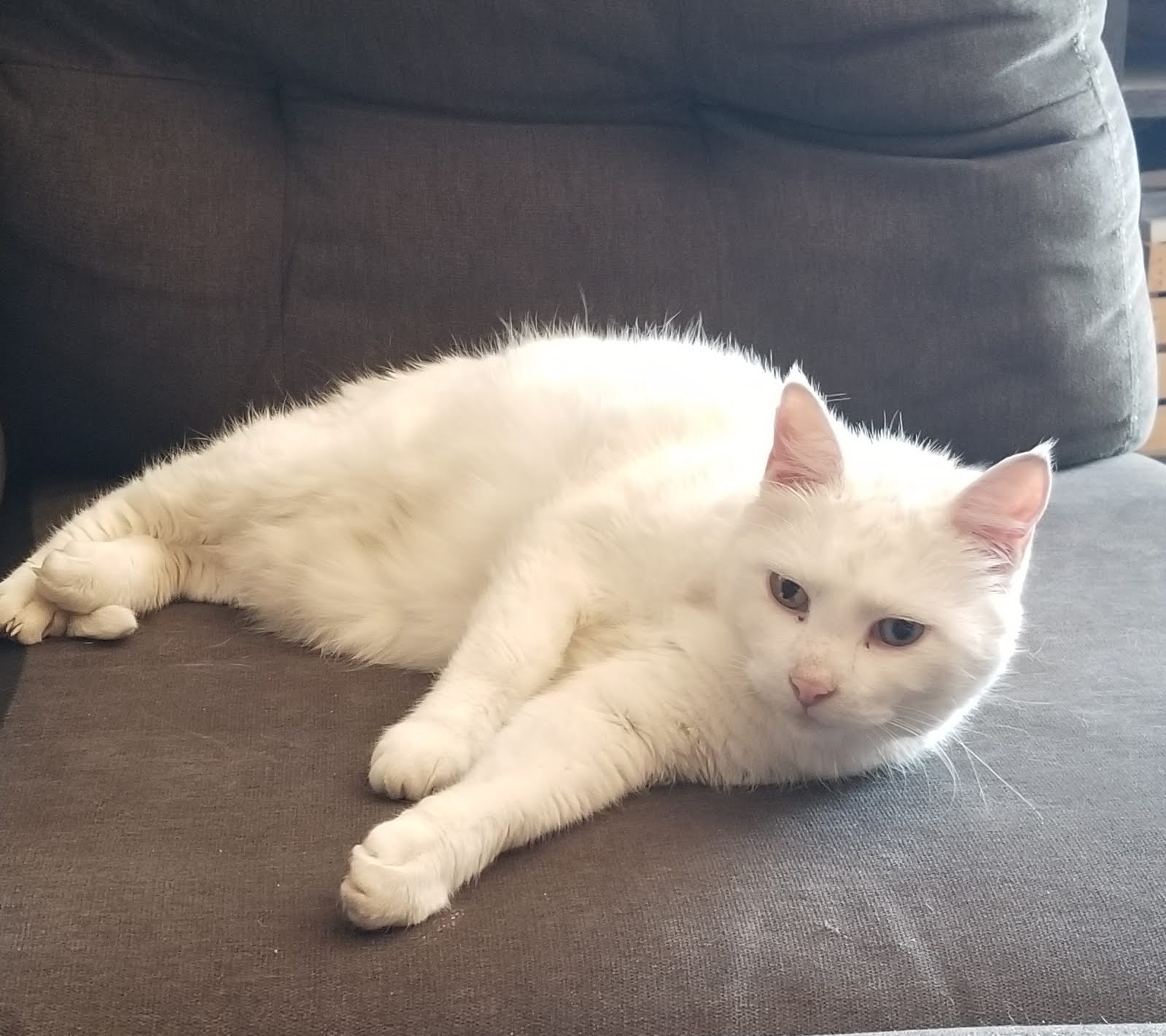 Lewiston Veterinary Clinic Lewiston