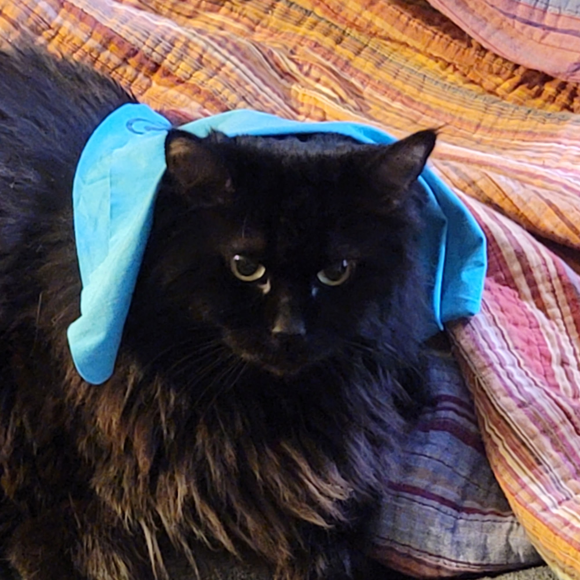 Hoch, John M DVM Lewiston