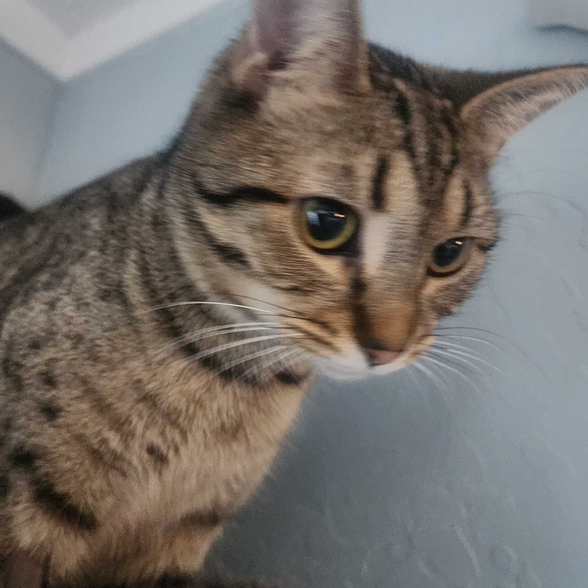 Orchards Pet Hospital Lewiston