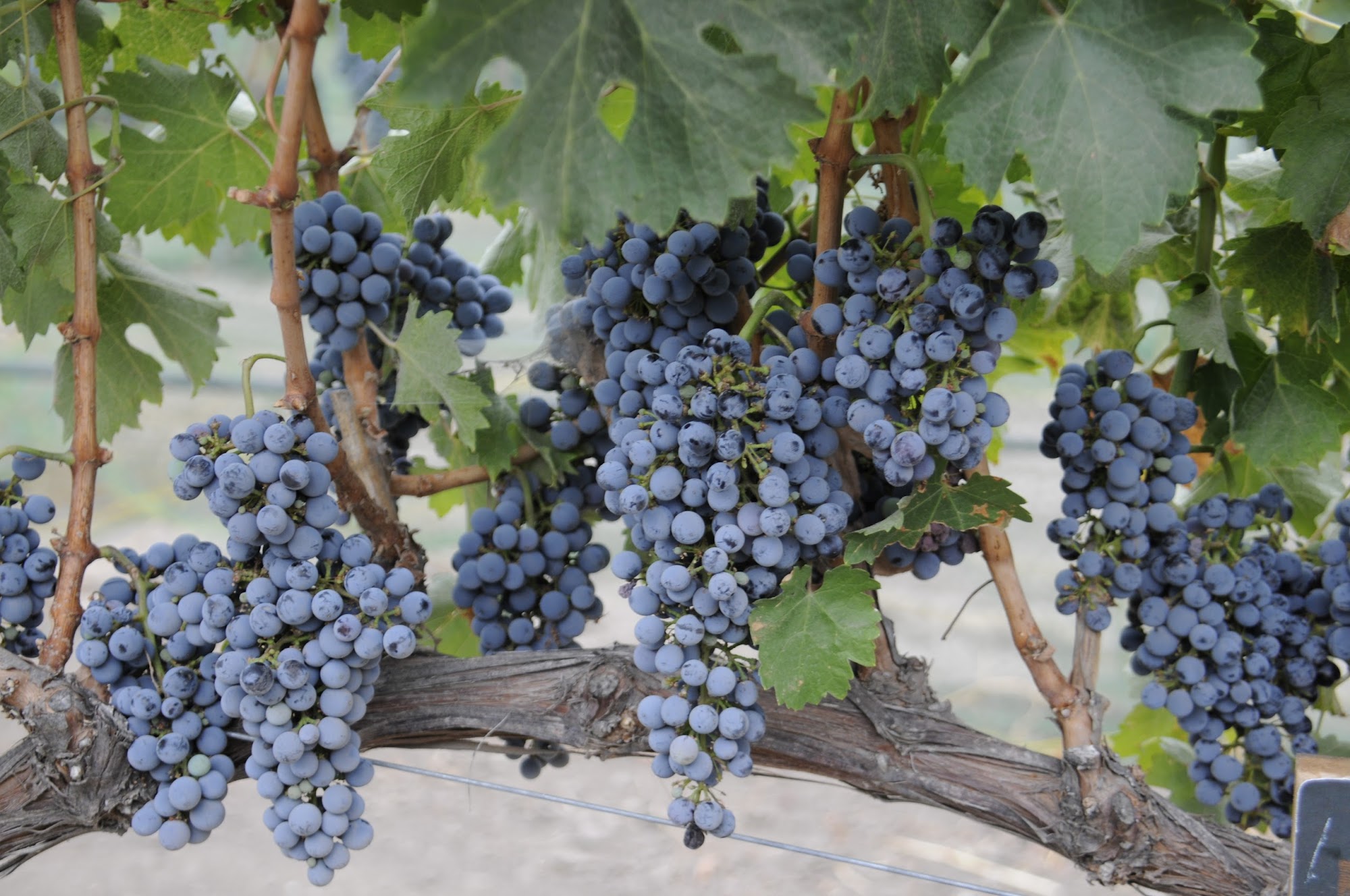 Lindsay Creek Vineyards Lewiston