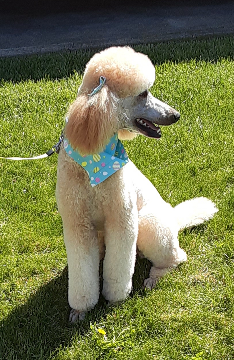 Mrs. Doodlemeyer's Doghouse Lewiston