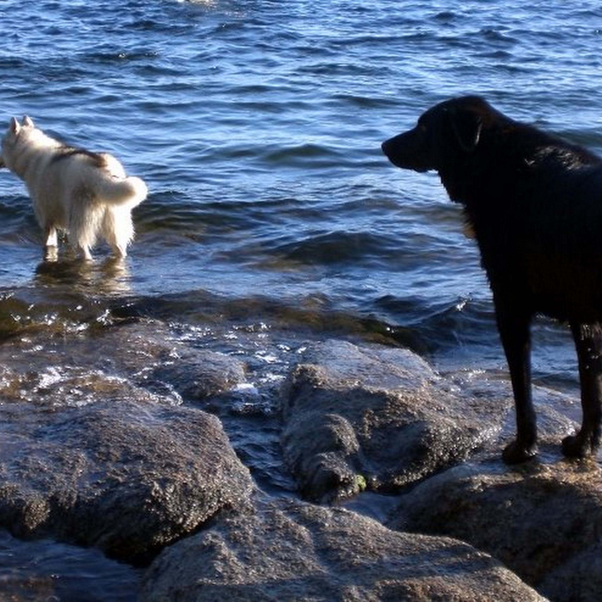 McCall Pet Outfitters and Supply, Inc. McCall