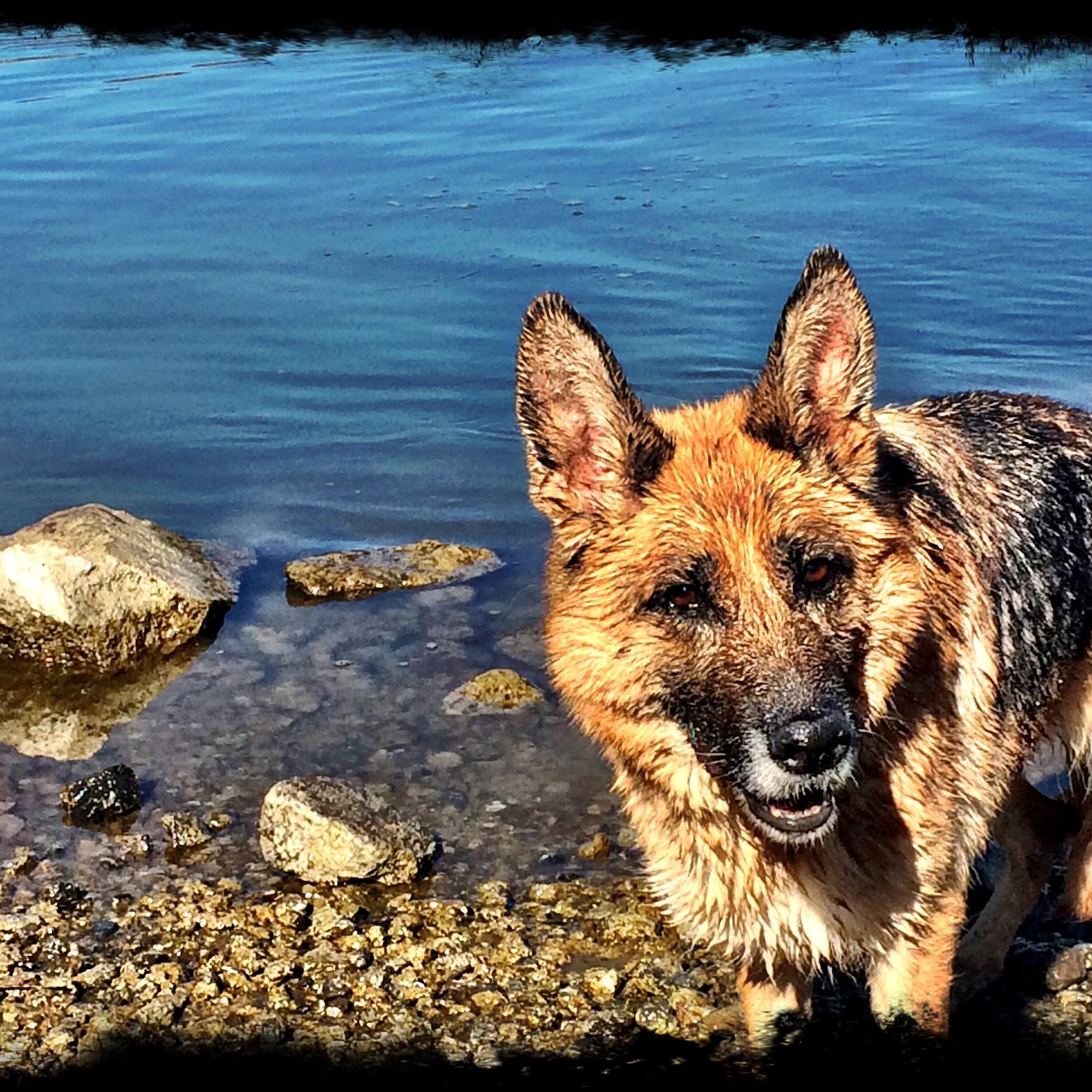 Home Away From Home K9 Condos Melba