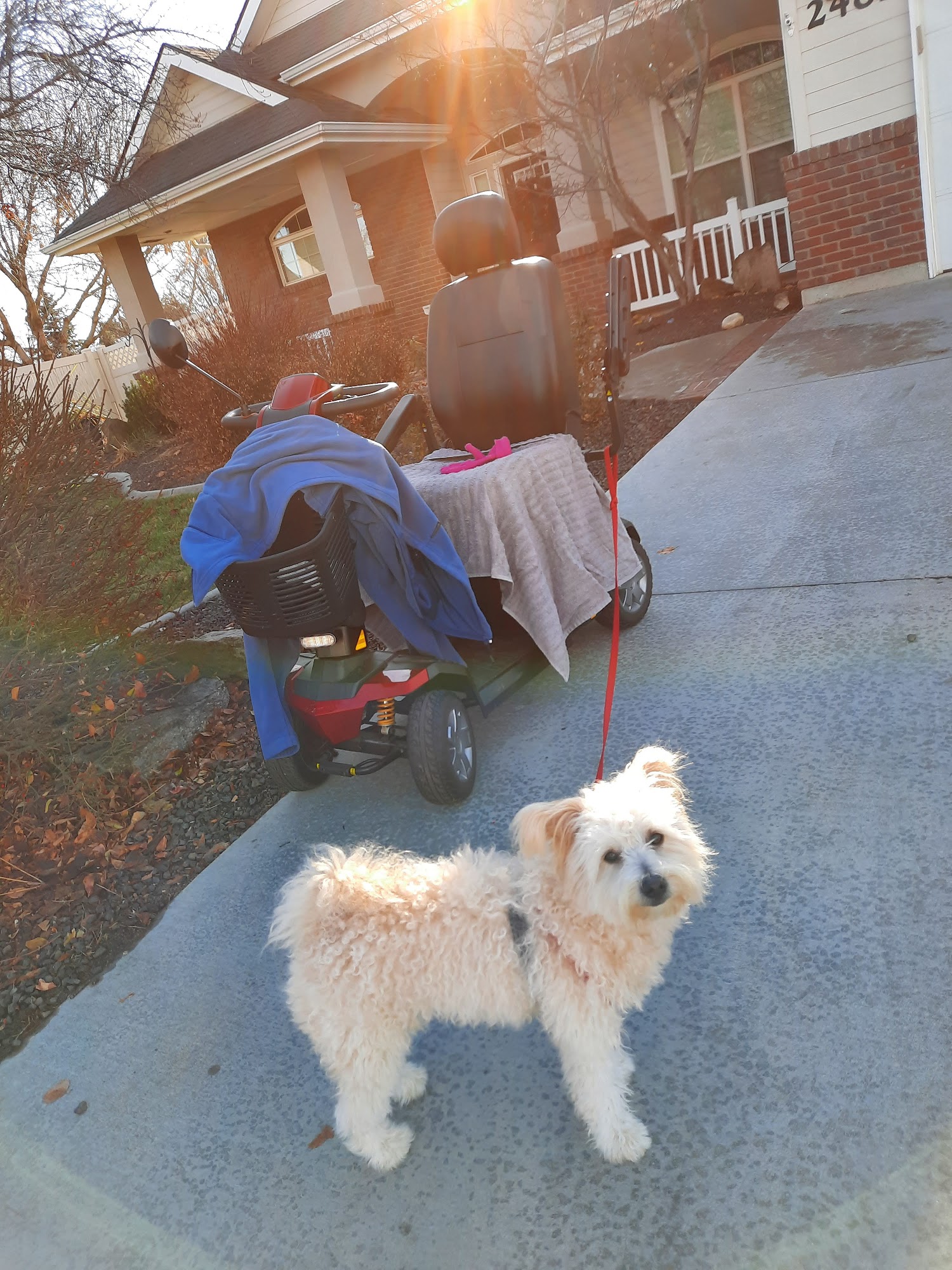 Camp Bow Wow Meridian