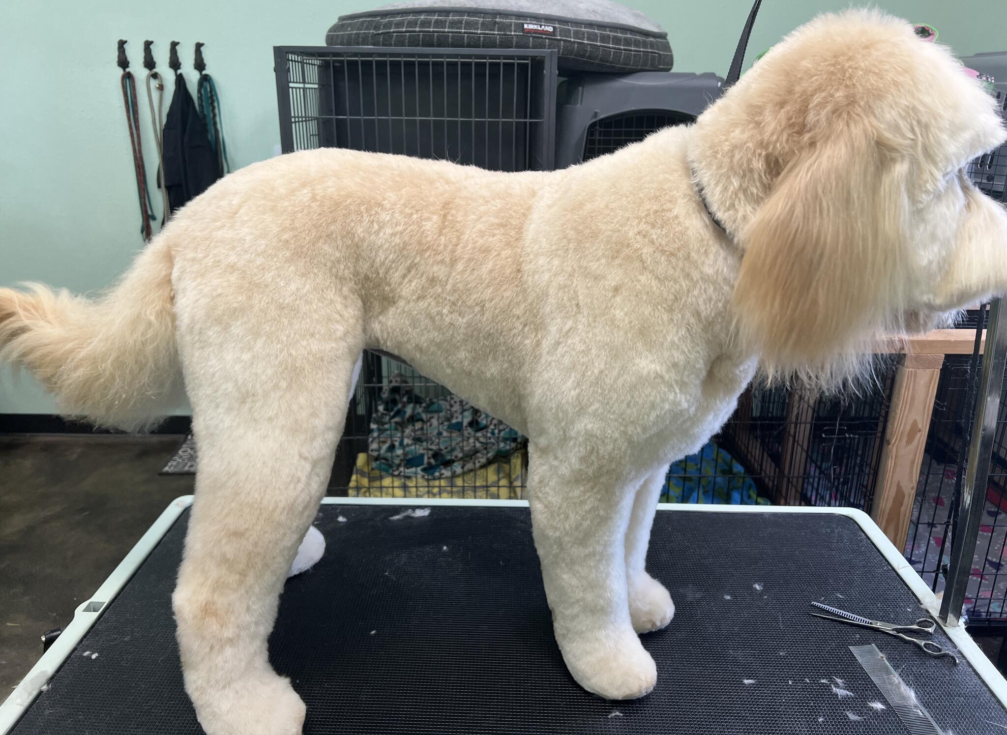 Wags To Riches Meridian