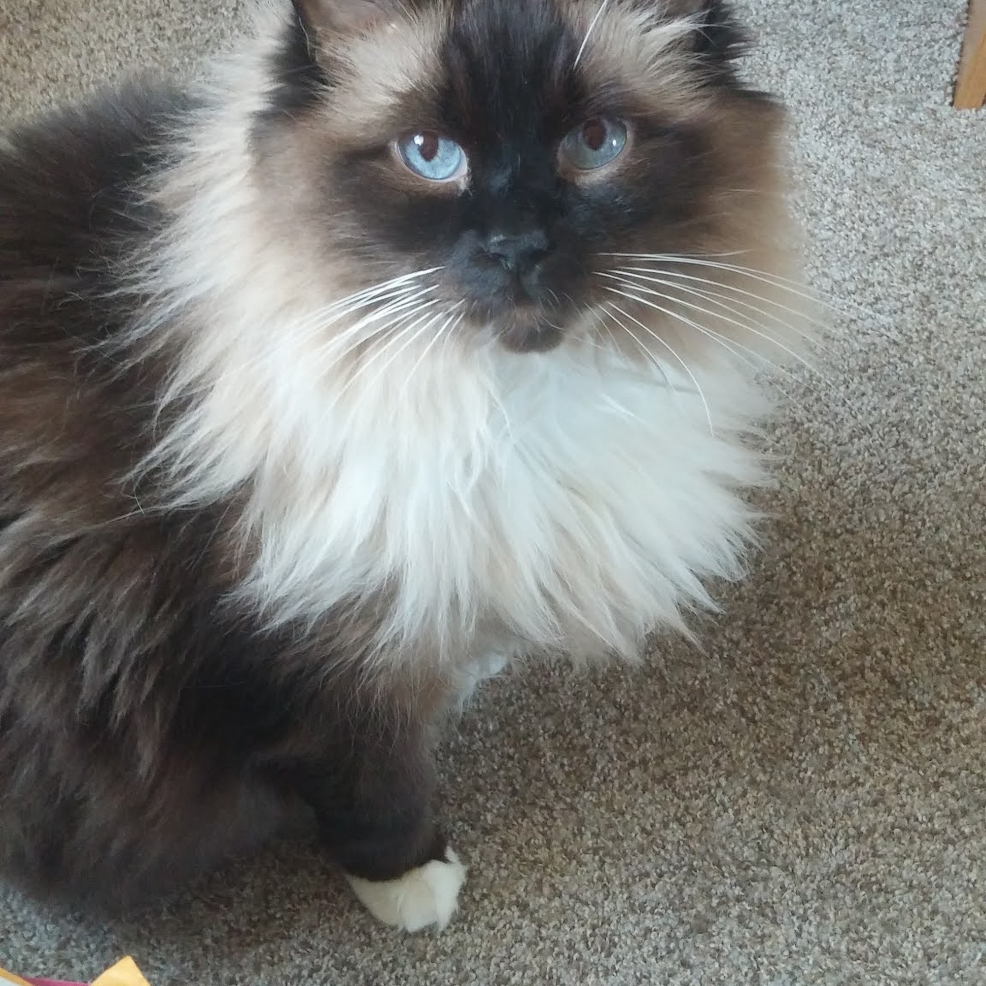 Pet Care Clinic Meridian