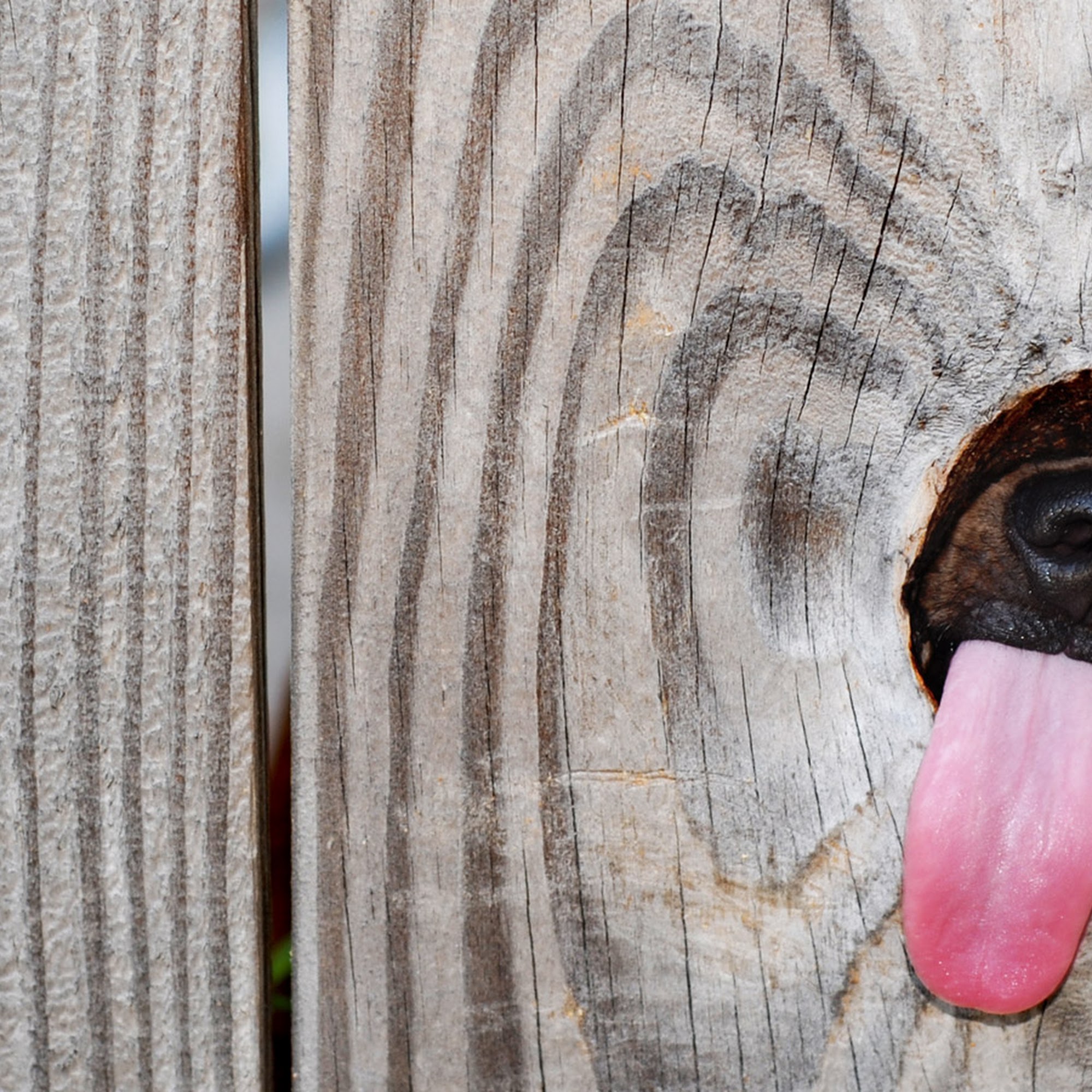 Intermountain Pet Hospitals, Chinden Meridian