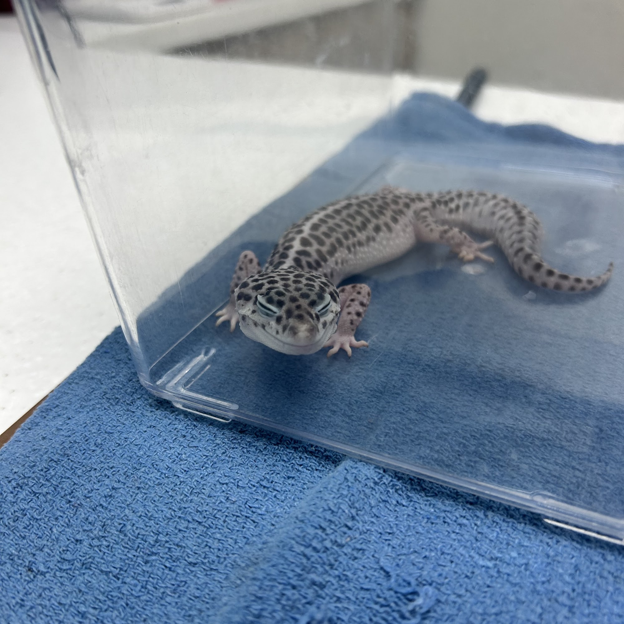 Intermountain Pet Hospital, Overland Meridian