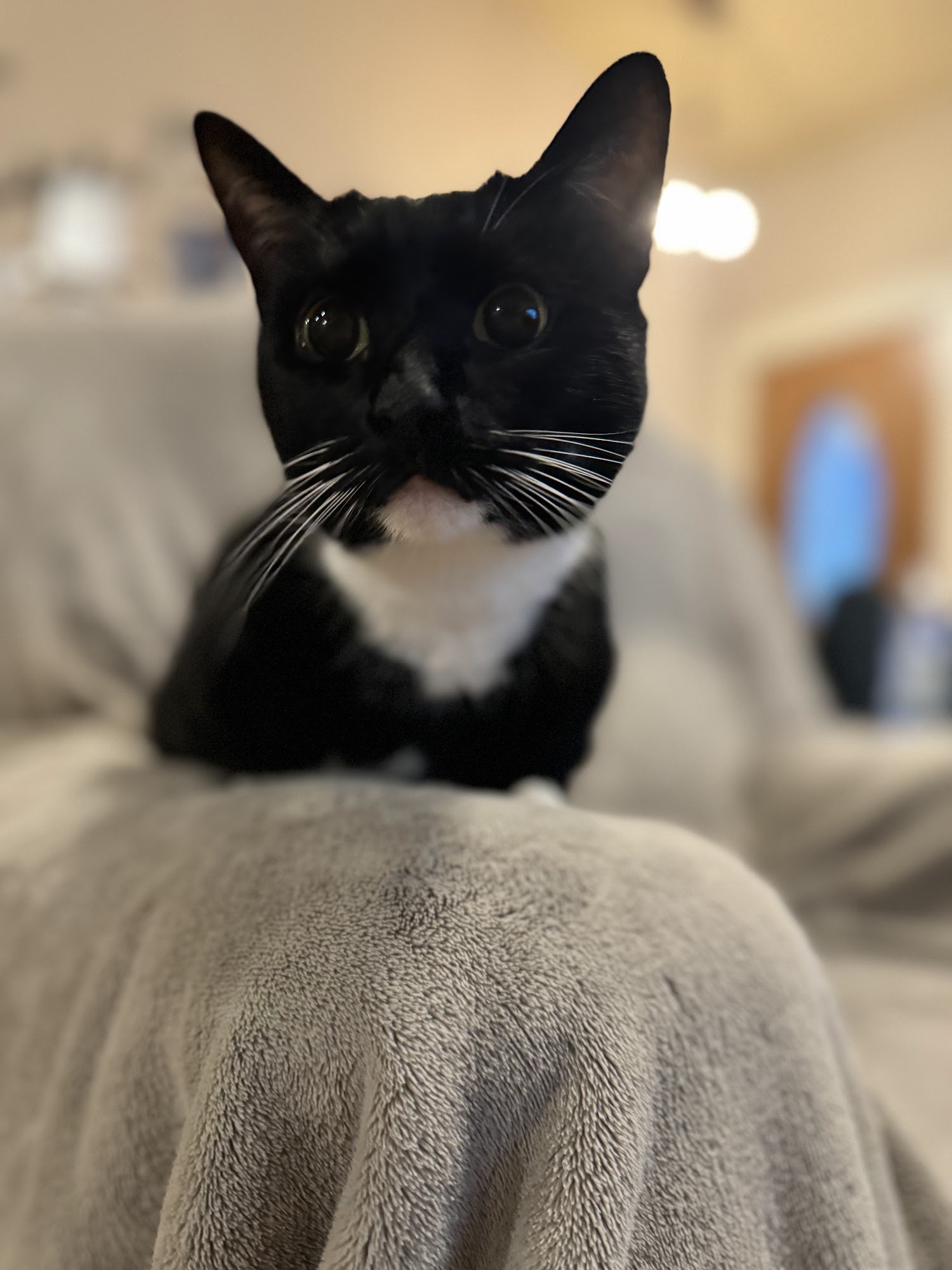 Intermountain Pet Hospital, Overland Meridian