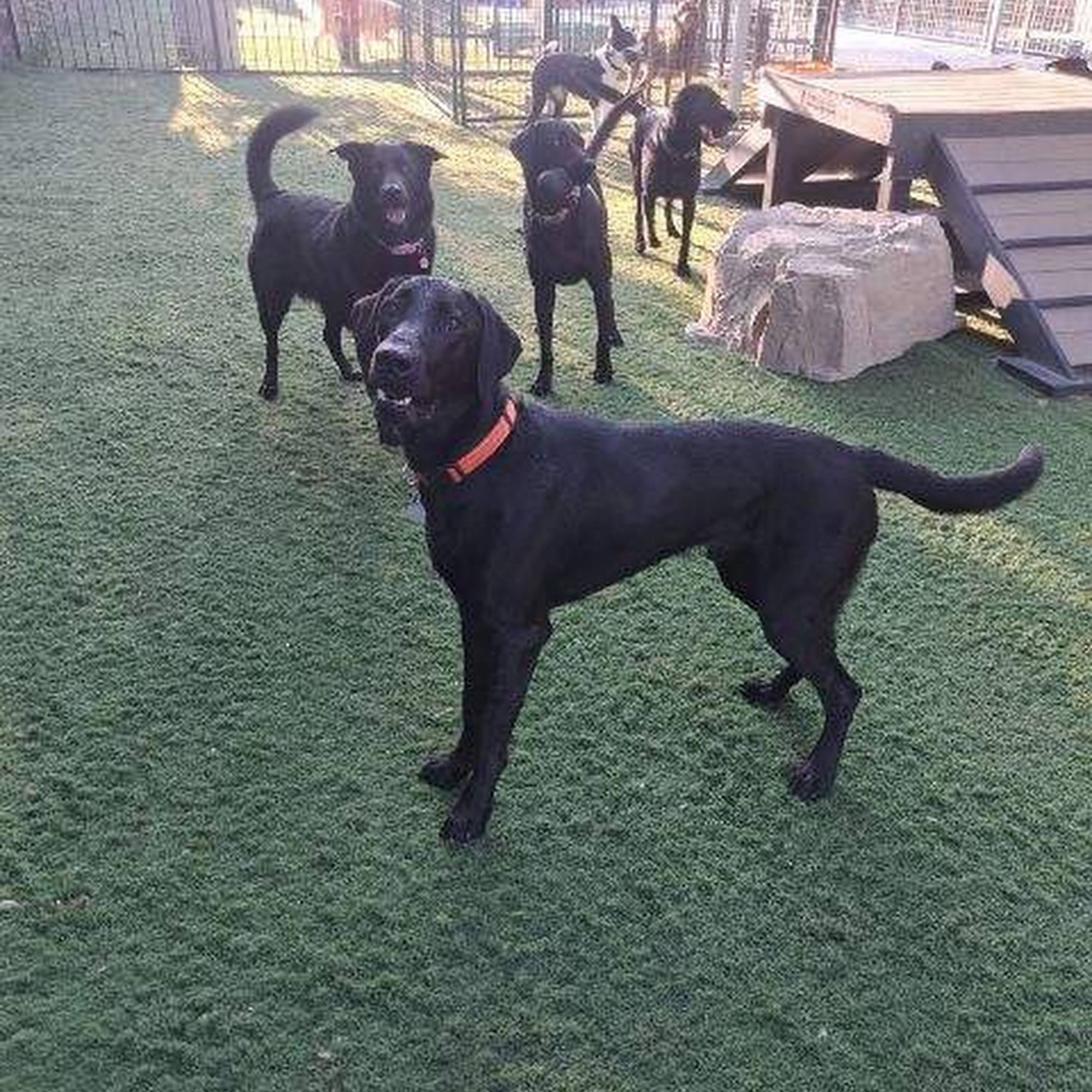 River City Veterinary Hospital Meridian