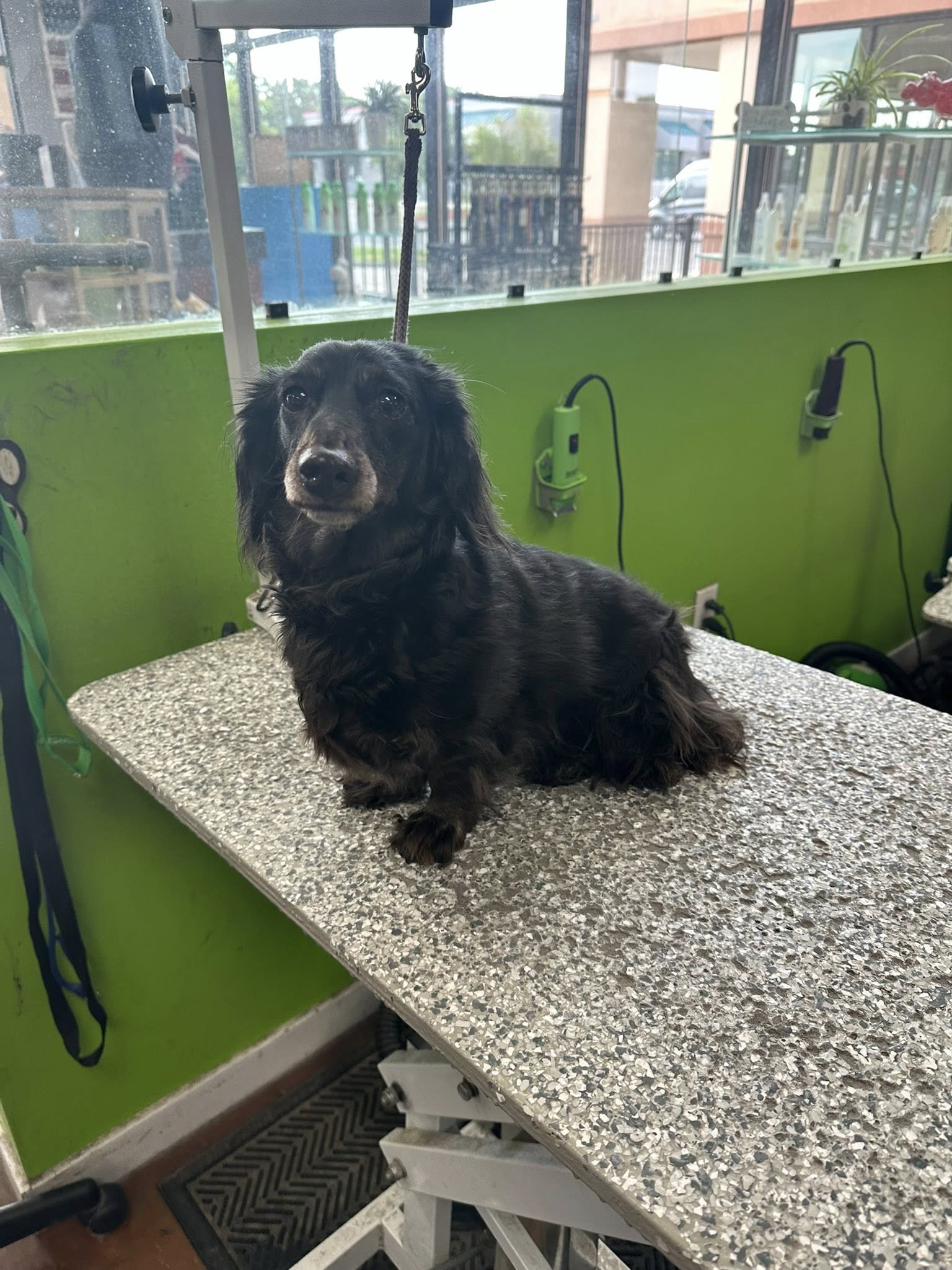 Shadow's Paw Wash Meridian