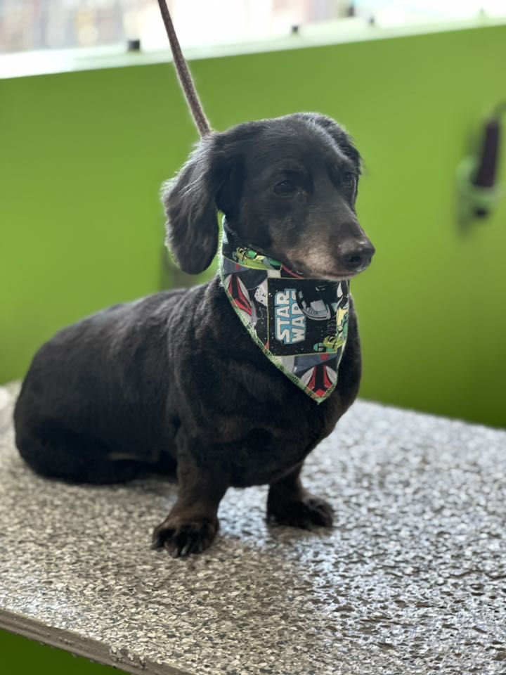 Shadow's Paw Wash Meridian