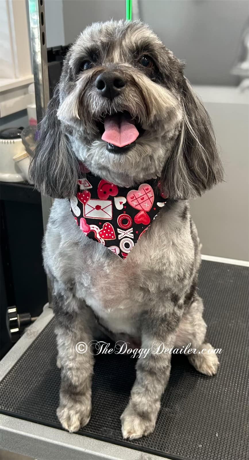 The Doggy Detailer Meridian