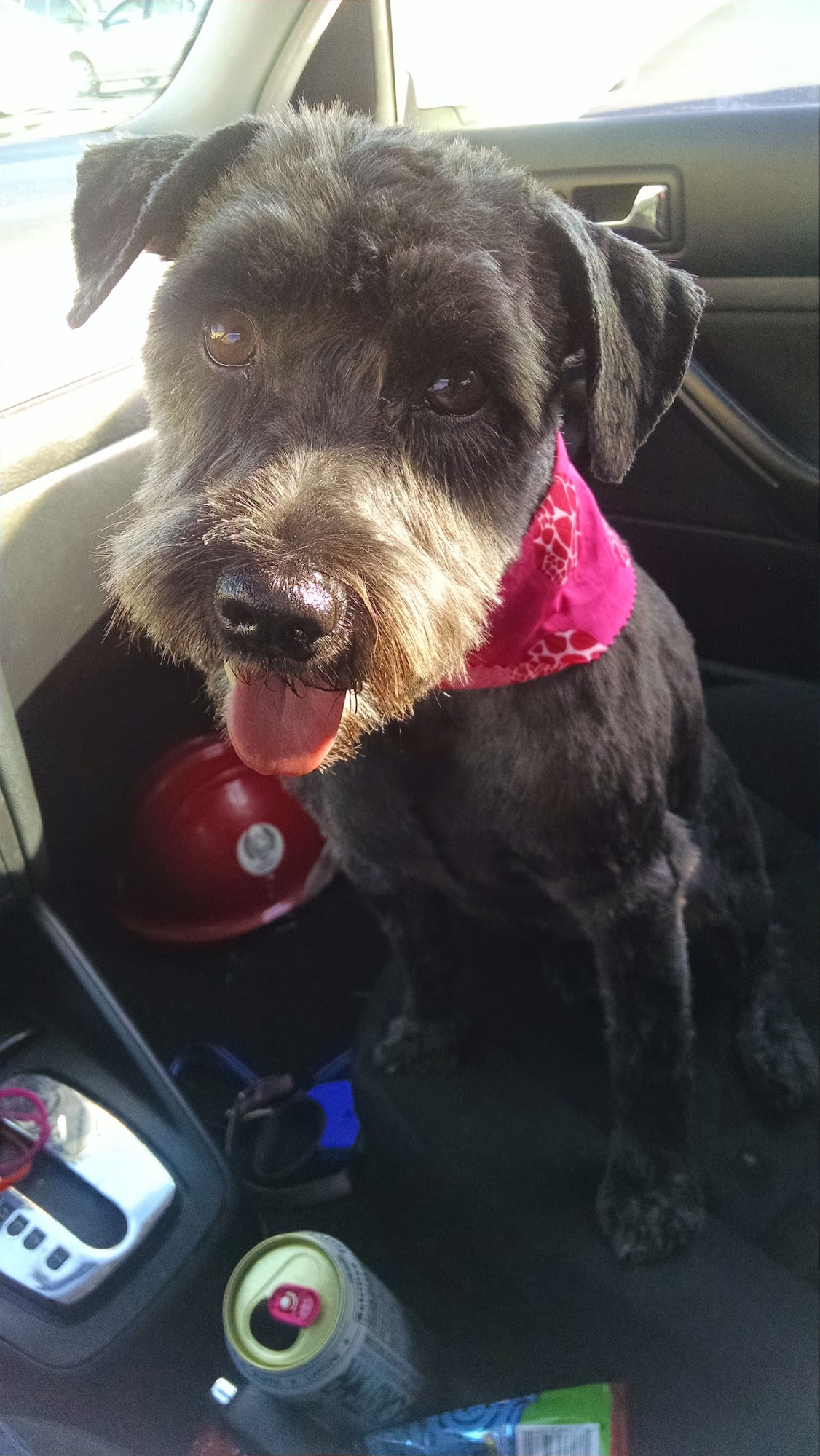 Paw Spa LLC Meridian