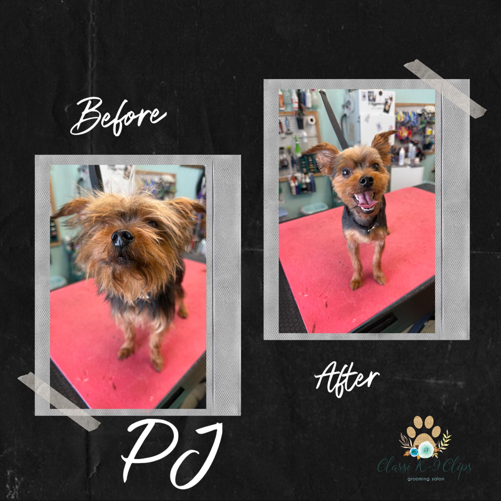 Classi K-9 Clips Meridian