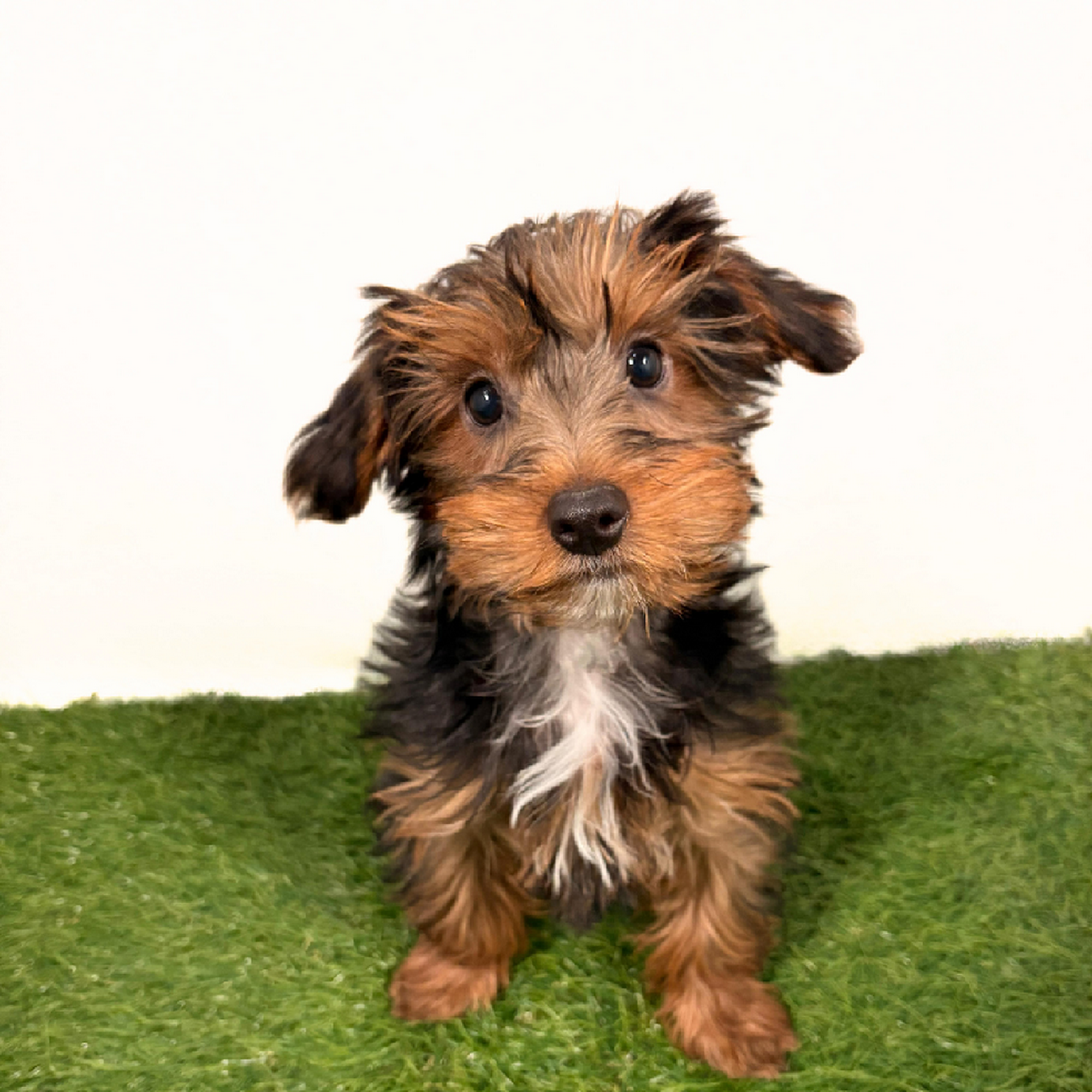 Puppyland Idaho Meridian