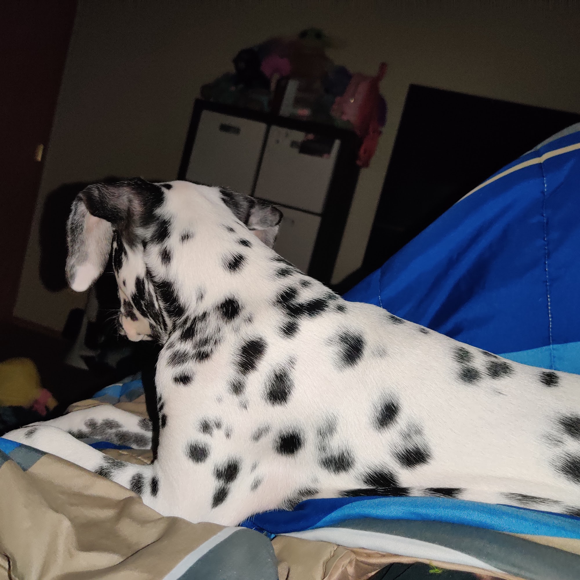 Puppyland Idaho Meridian