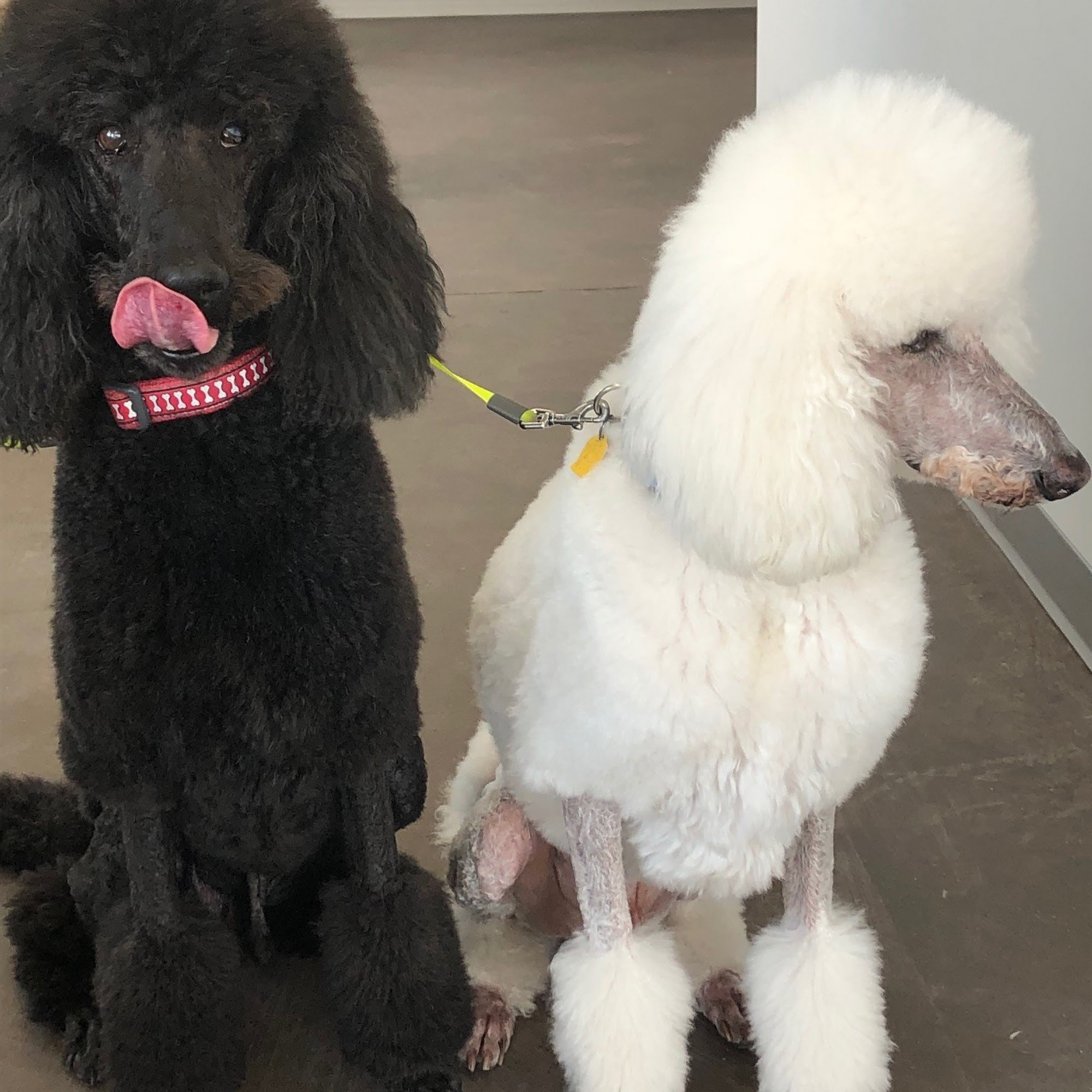 Ada Veterinary Hospital Meridian