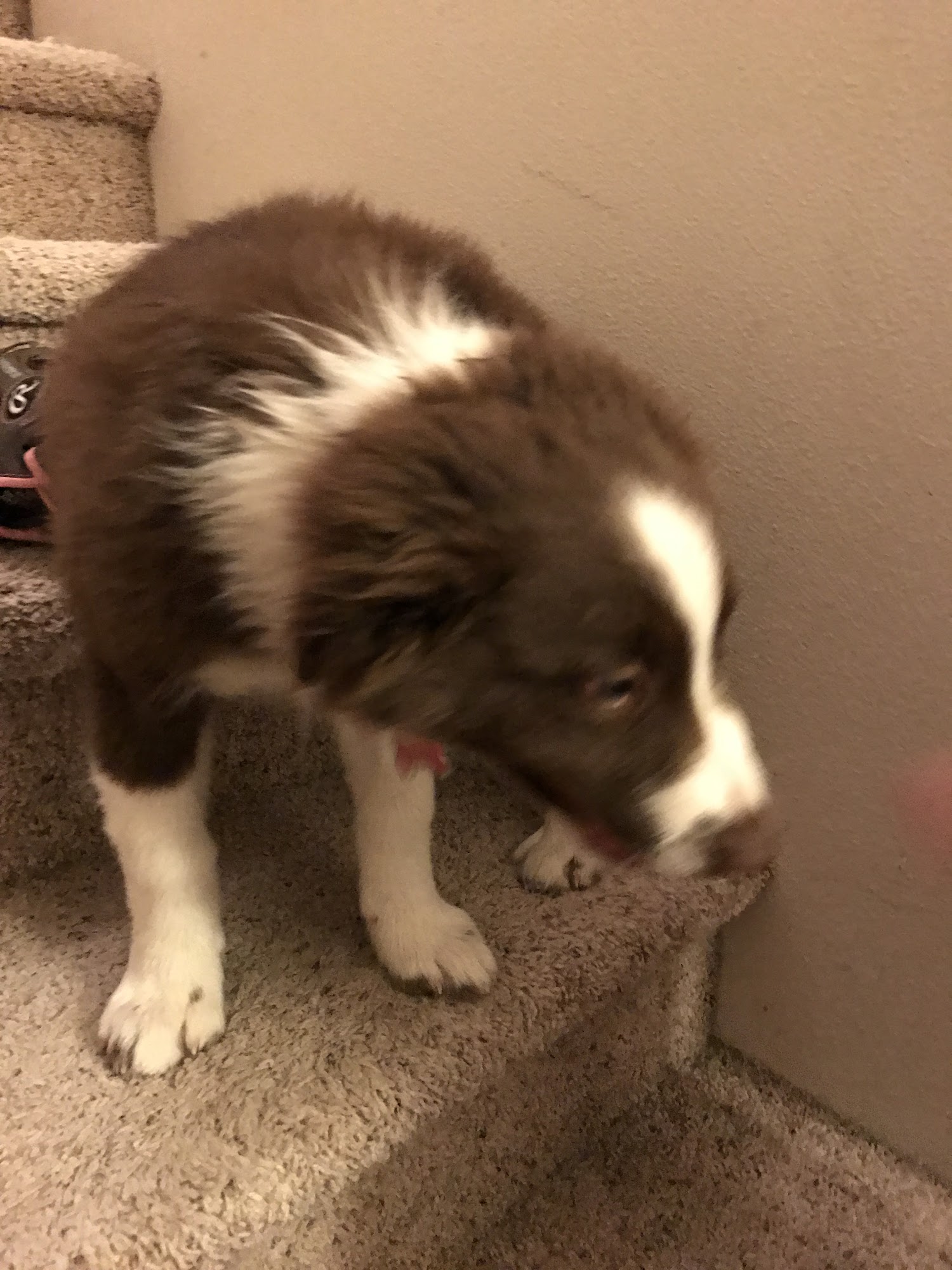 Successful Paws Dog Training LLC Meridian