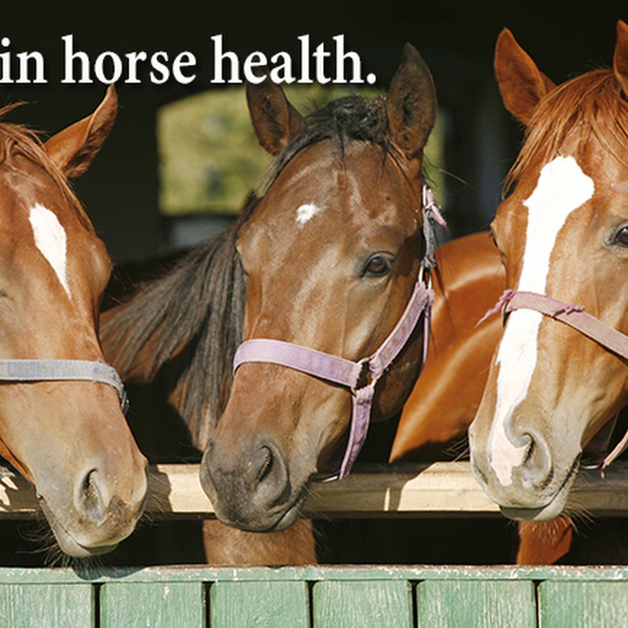Borders Equine Clinic Middleton