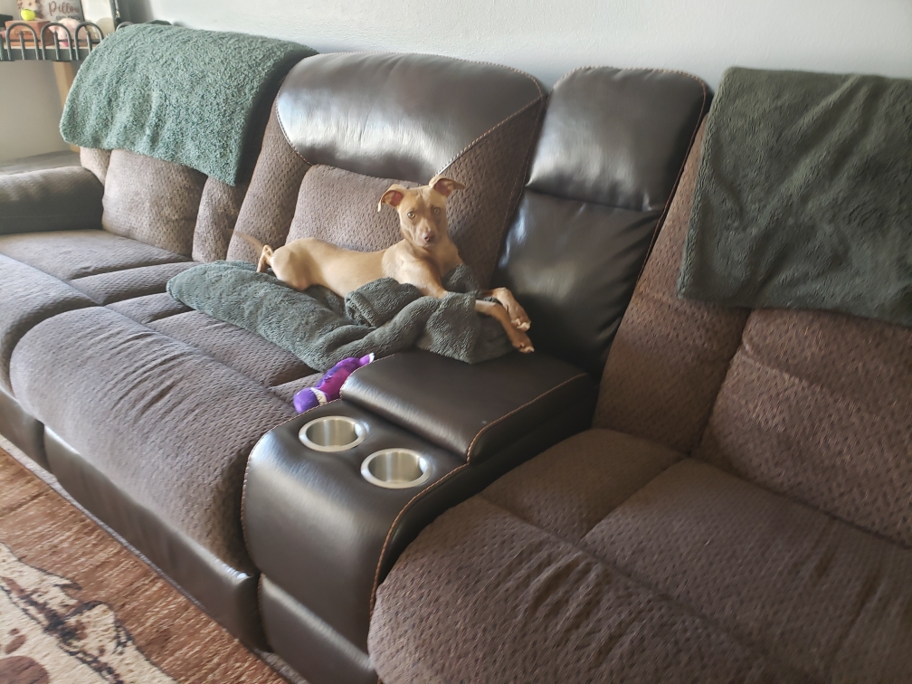 Top Dog Grooming Middleton