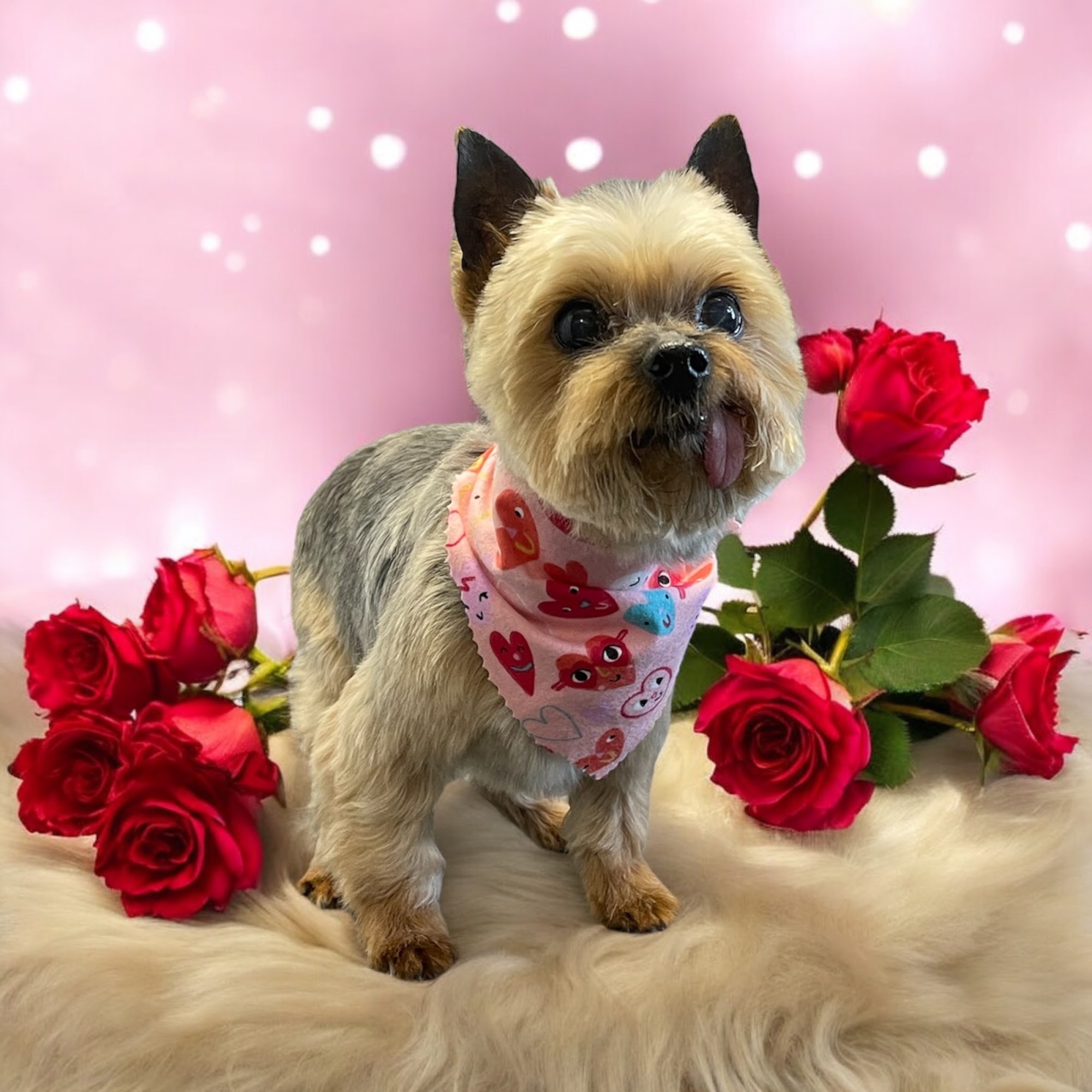 Paw Spa Grooming Salon