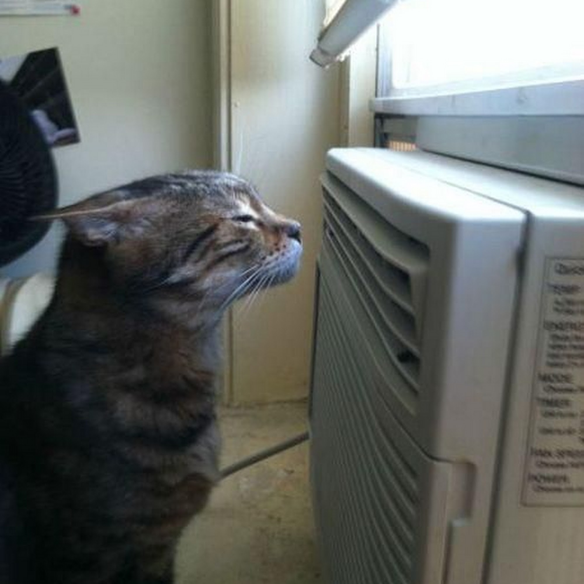 Palouse Animal Wellness & Surgery Center (PAWS) Moscow