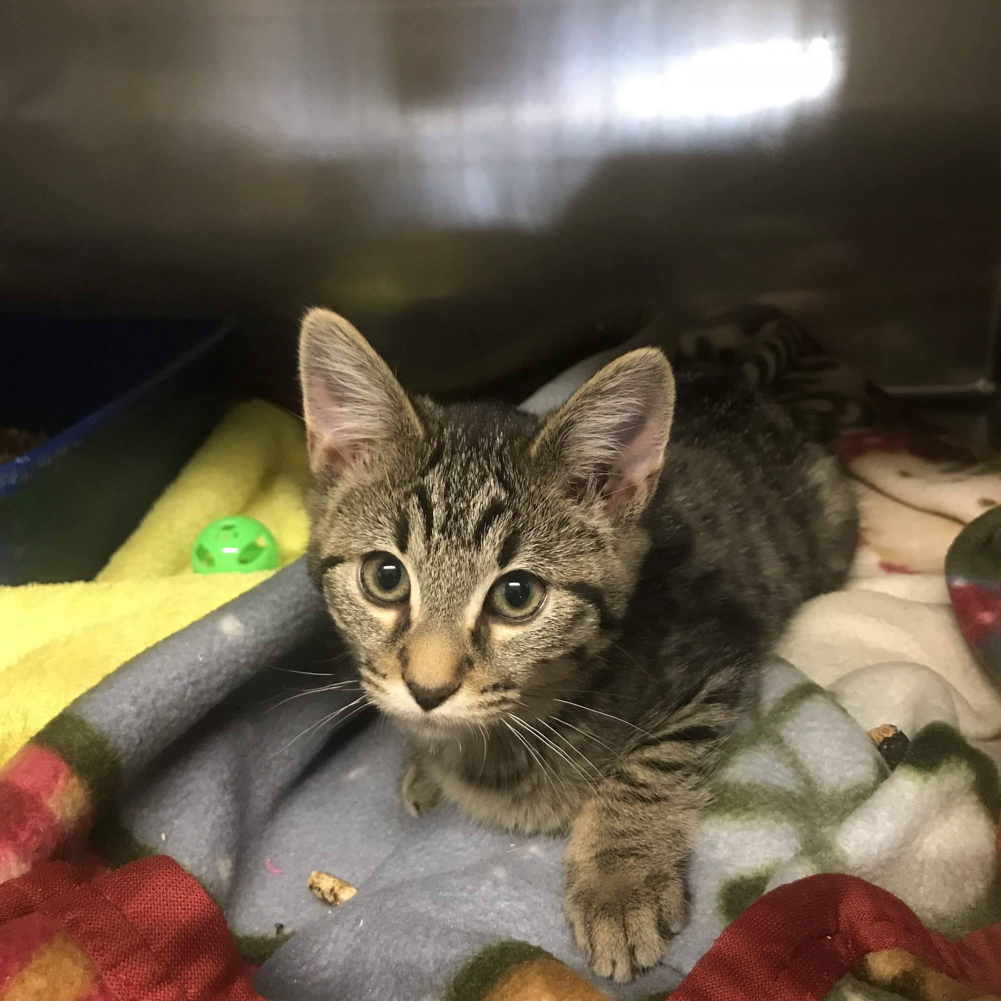 Humane Society of the Palouse Moscow